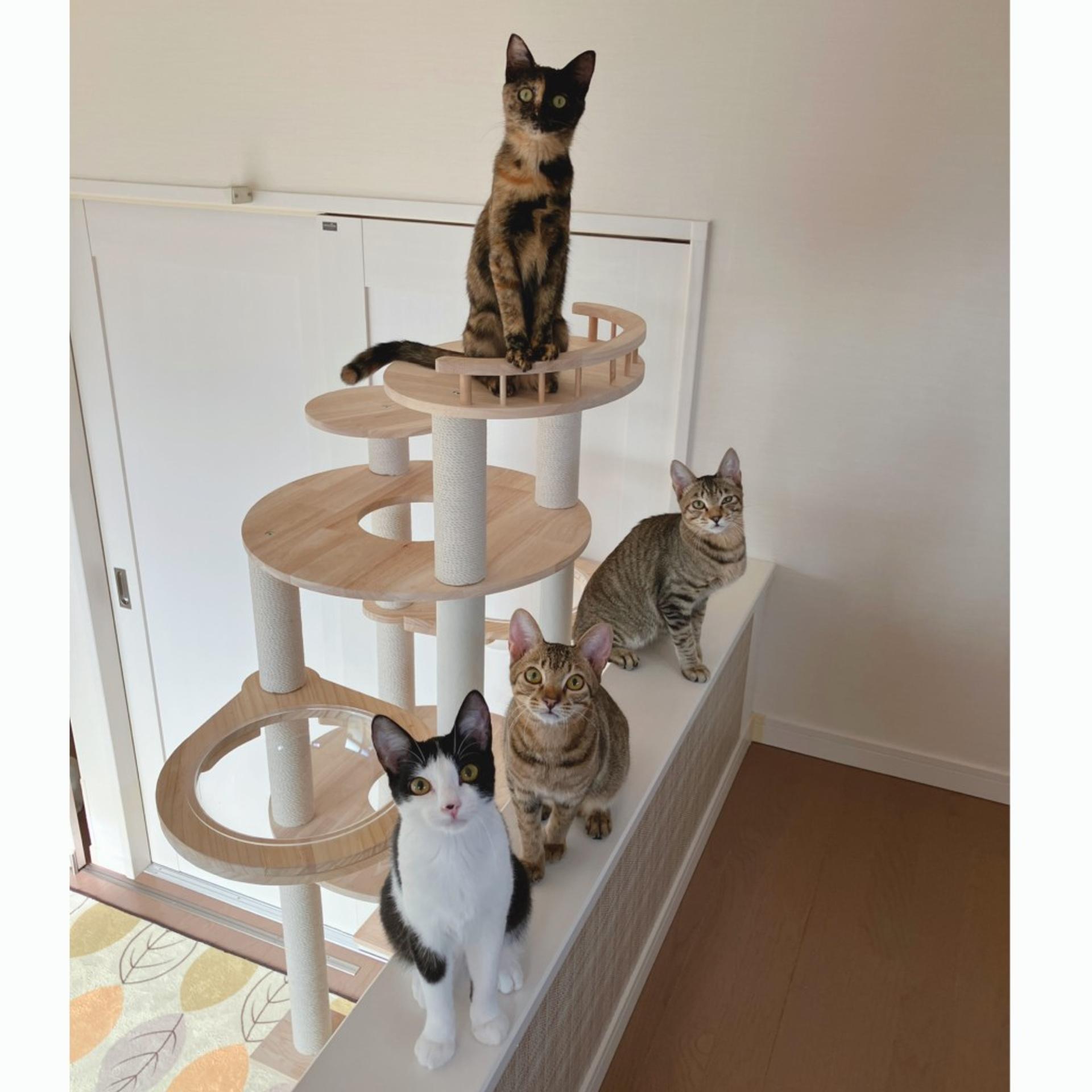 pet-image-9