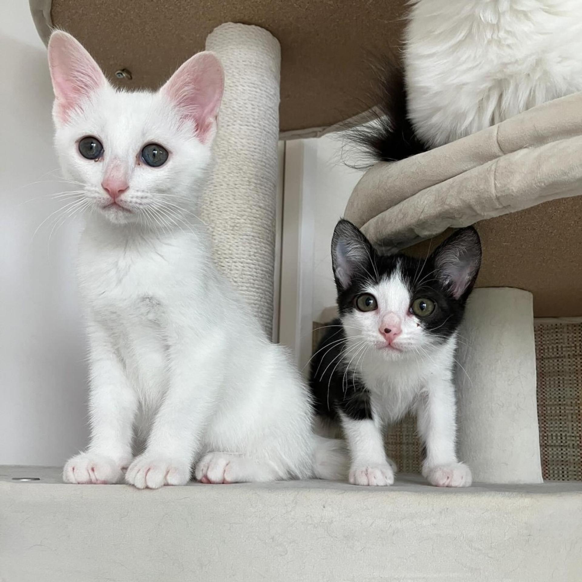 pet-image-4