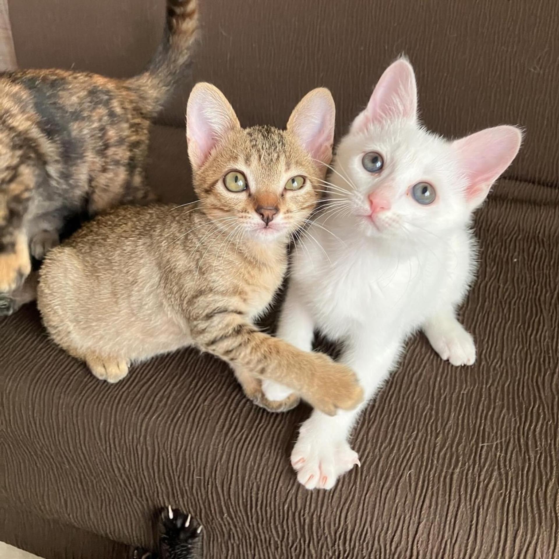 pet-image-8