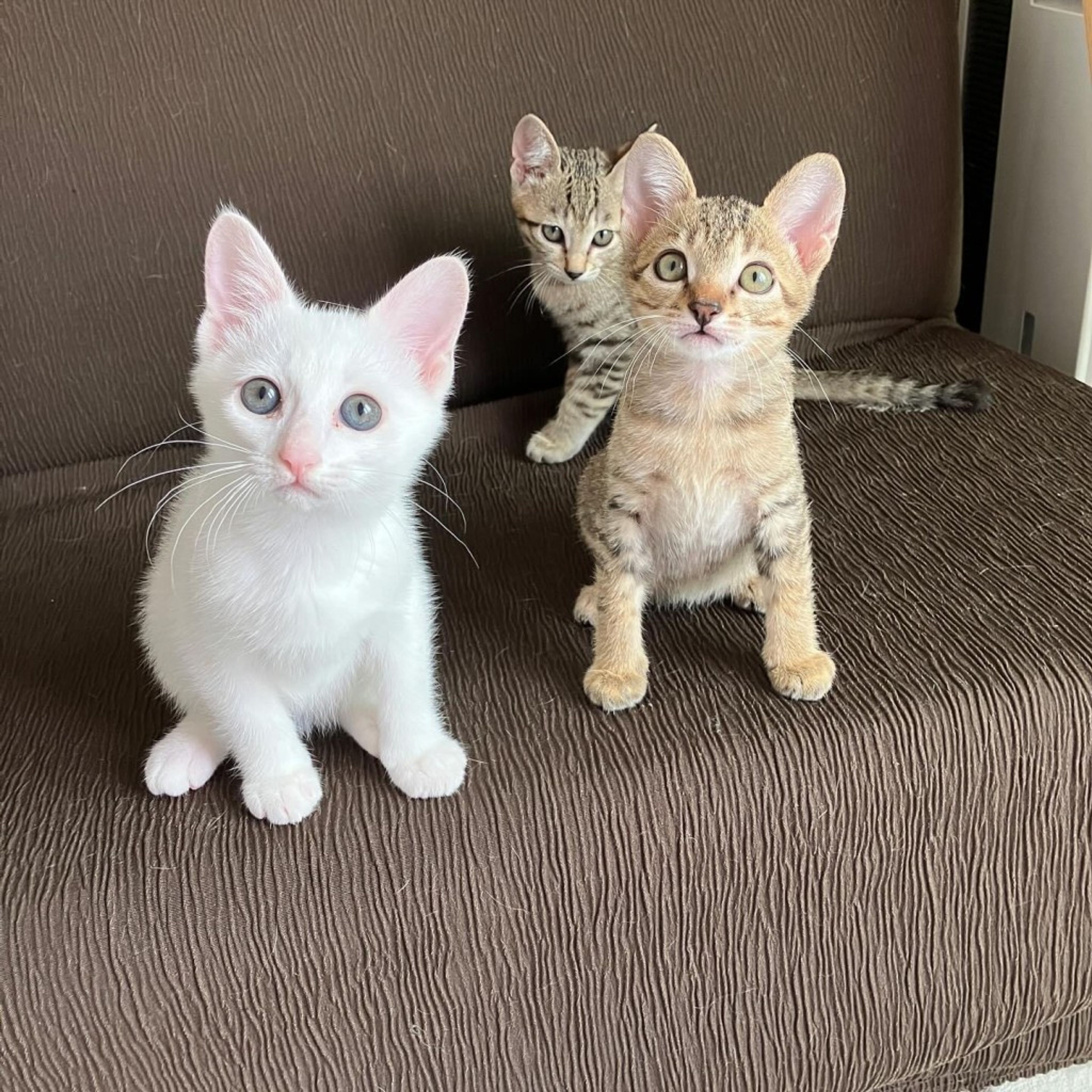 pet-image-5