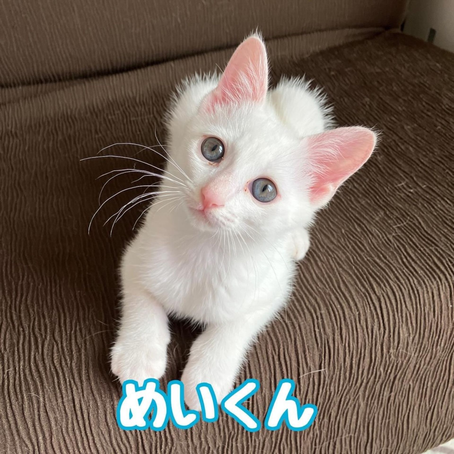 雑種（ミックス猫）・オスの里親募集の写真