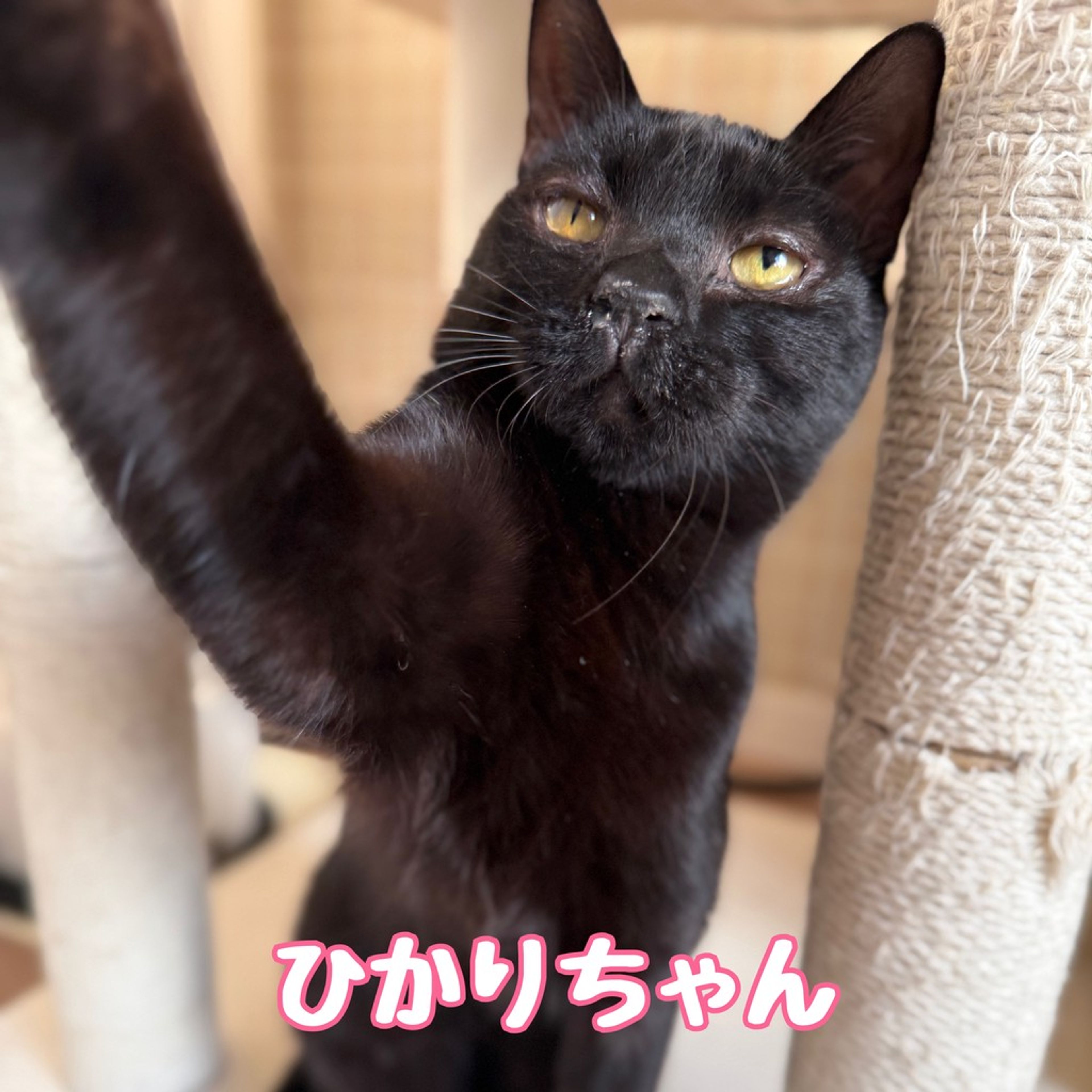 雑種（ミックス猫）・メスの里親募集の写真
