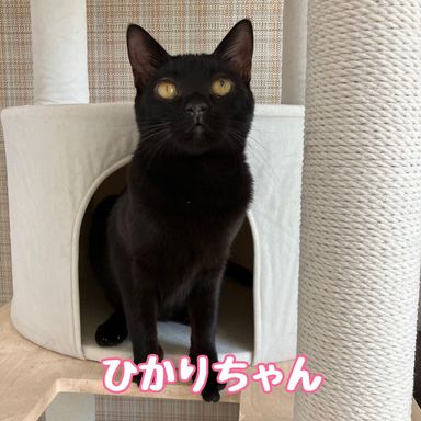ひかり