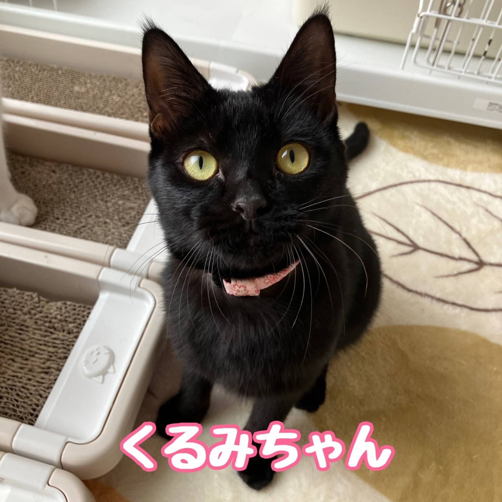 雑種（ミックス猫）・メスの里親募集の写真