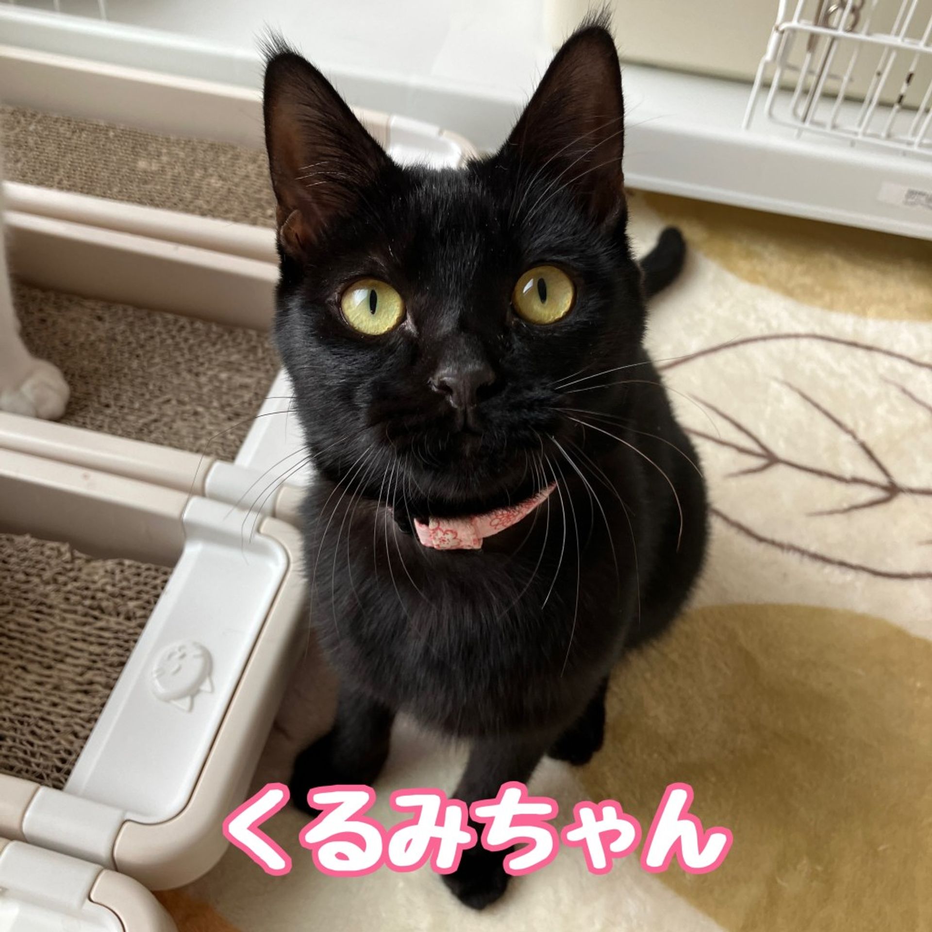 雑種（ミックス猫）・メスの里親募集の写真