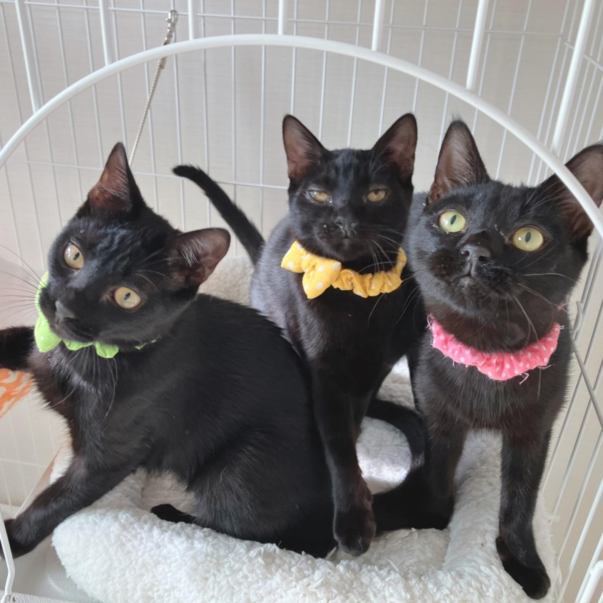 pet-image-5