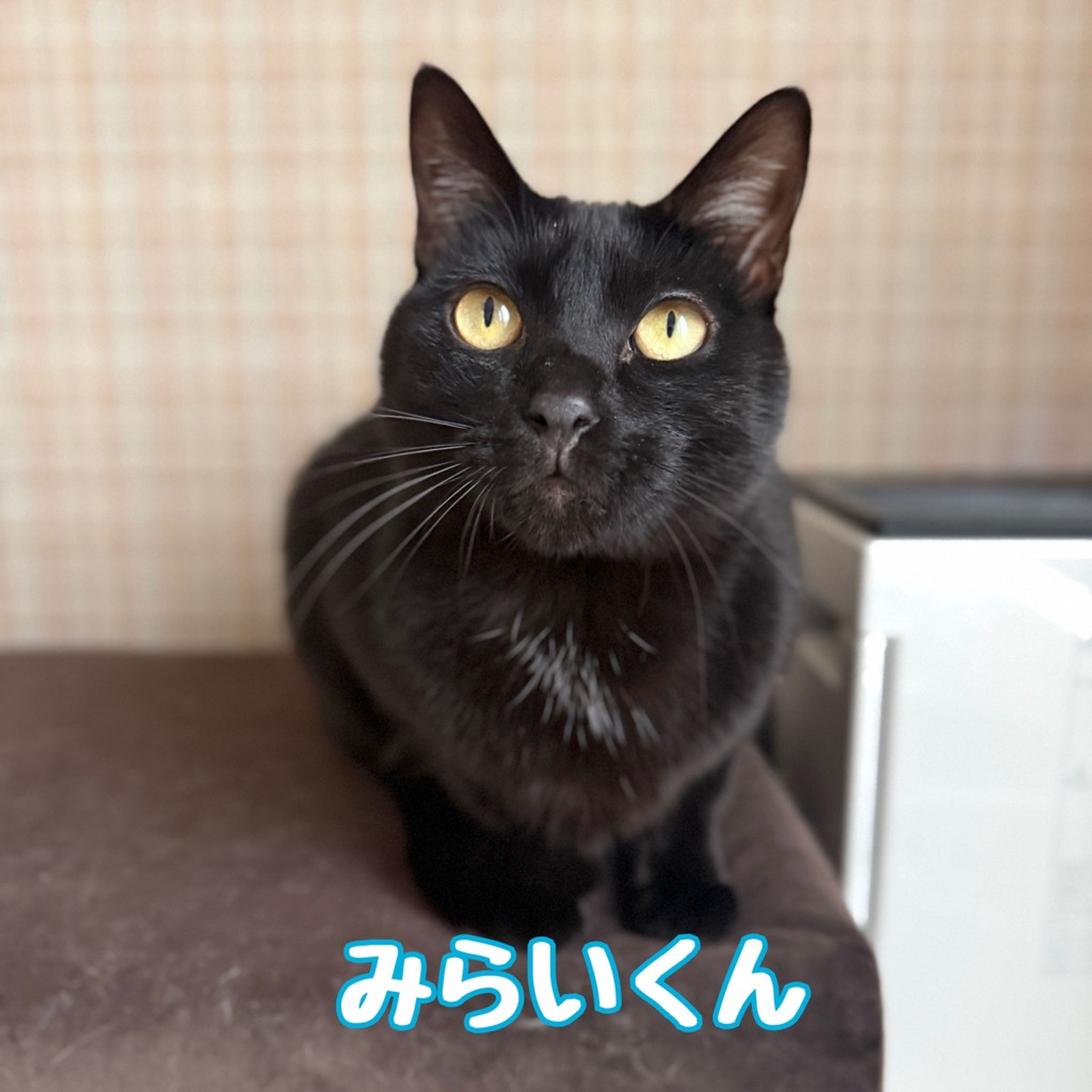 雑種（ミックス猫）・オスの里親募集の写真