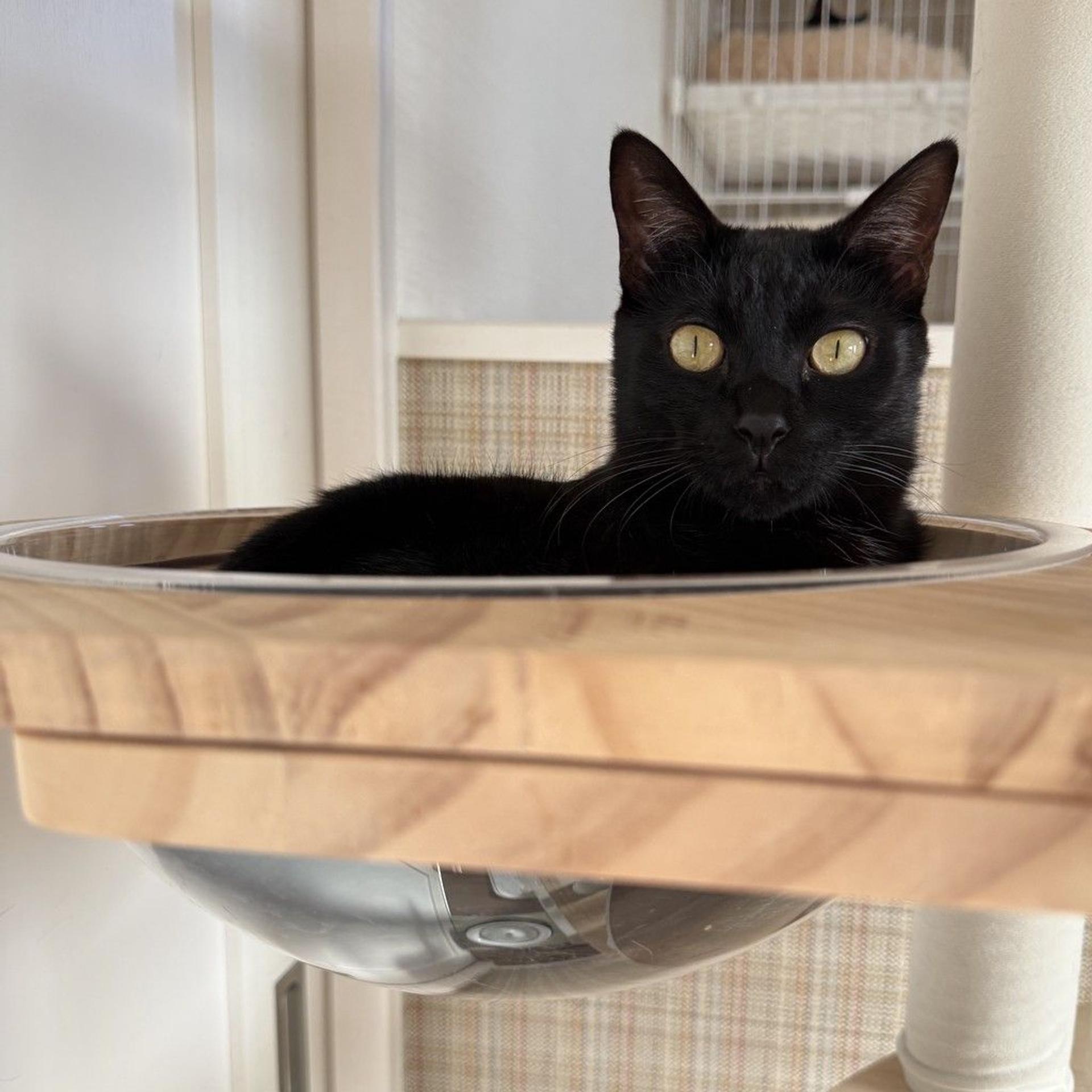 pet-image-3