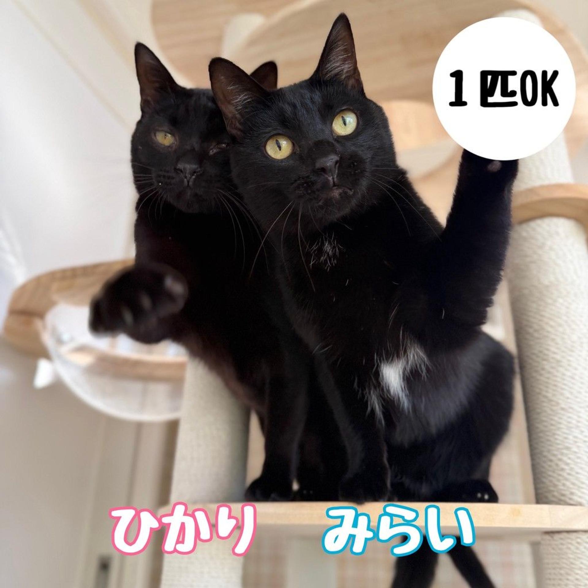 pet-image-4