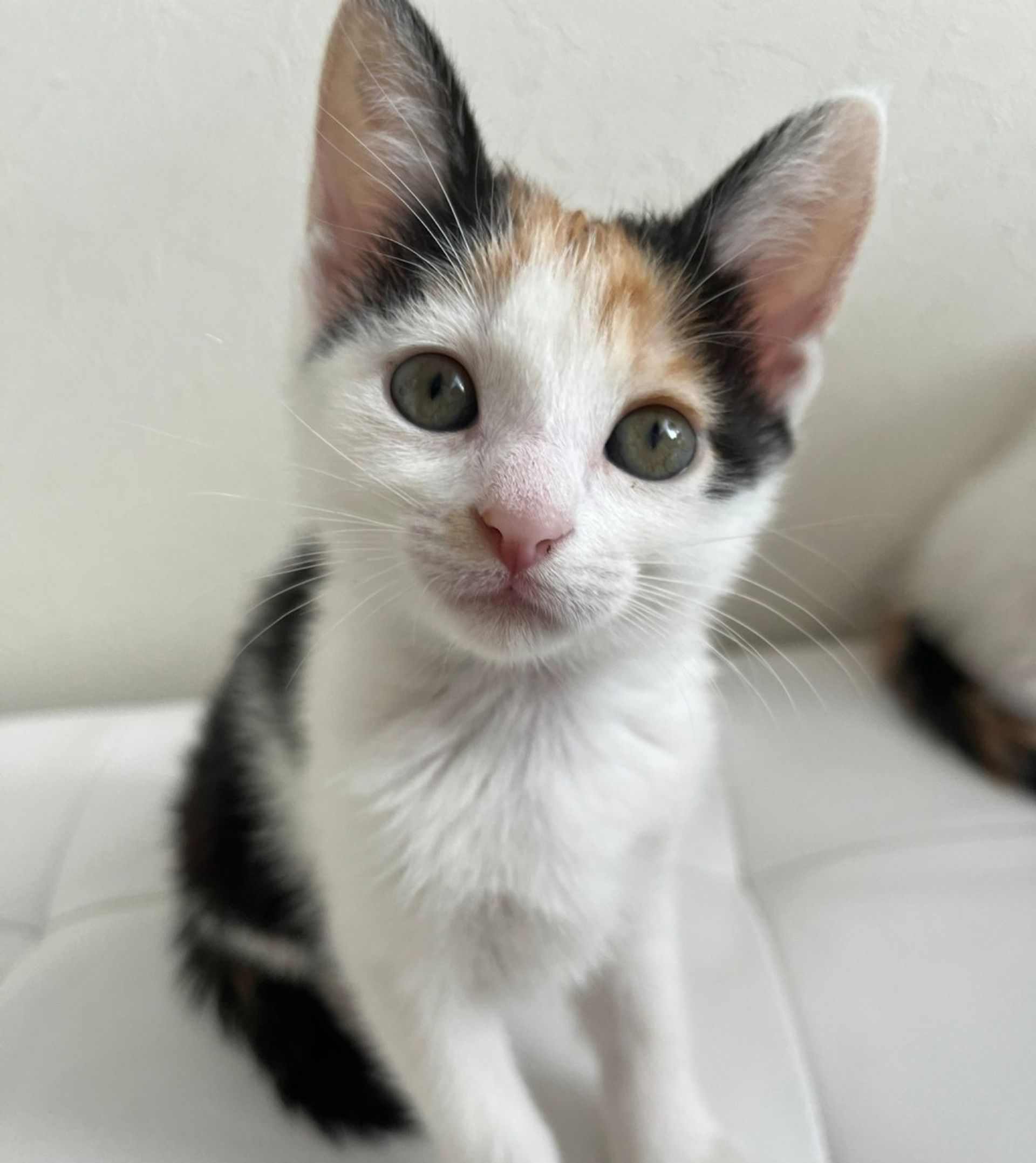 雑種（ミックス猫）・メスの里親募集の写真