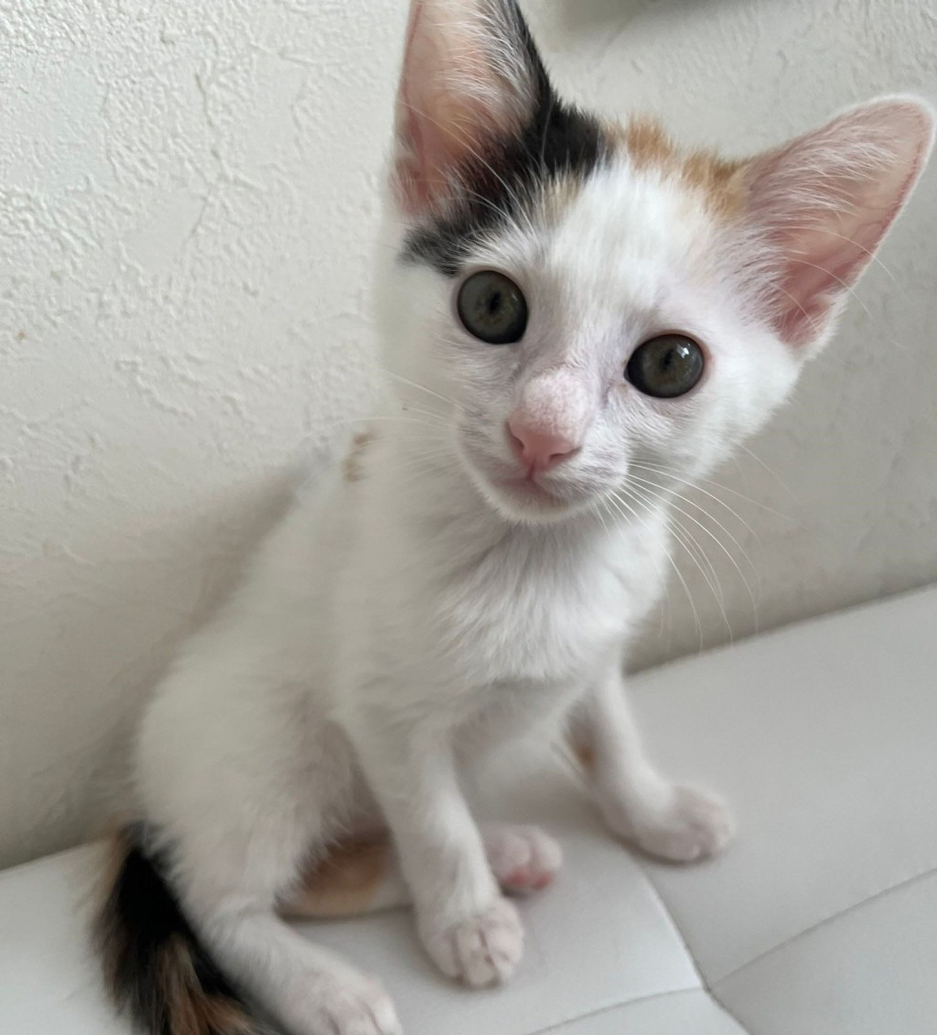 雑種（ミックス猫）・メスの里親募集の写真