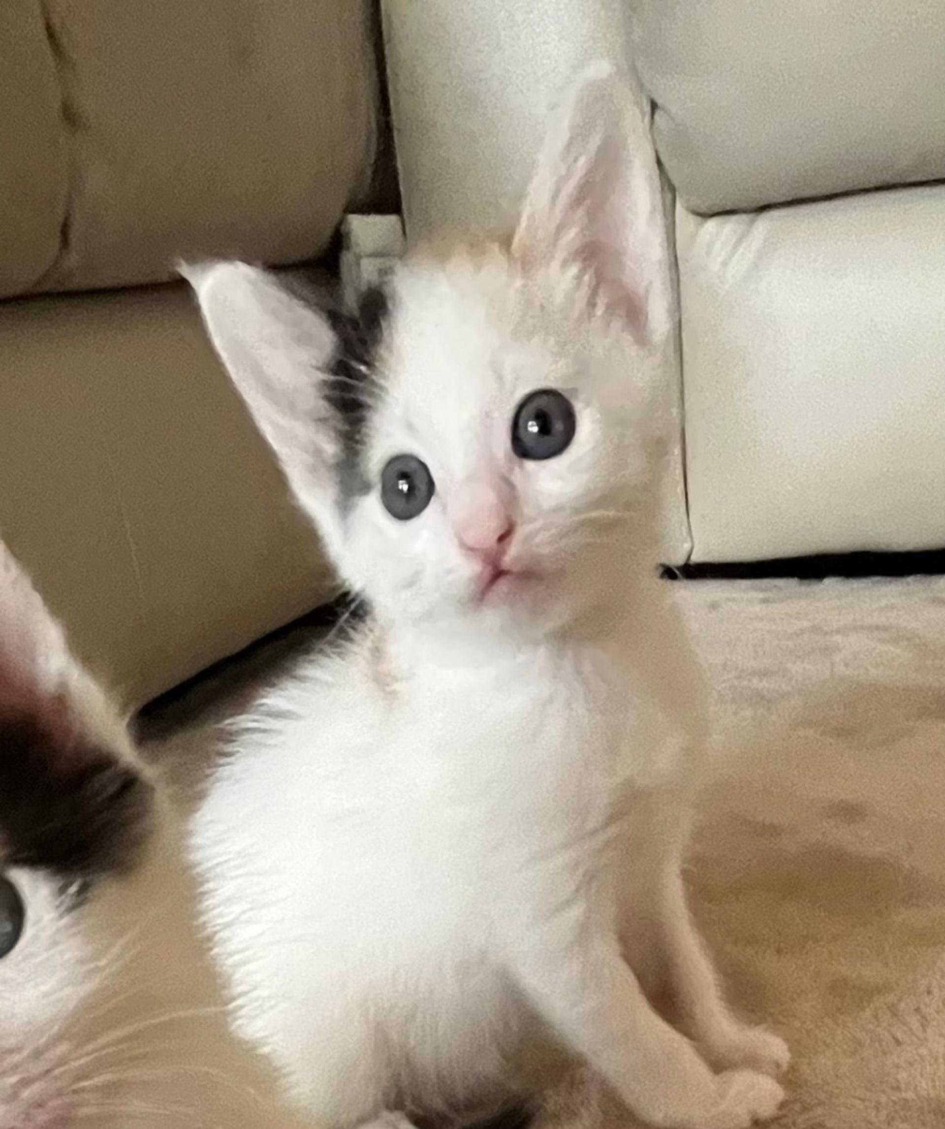 pet-image-3