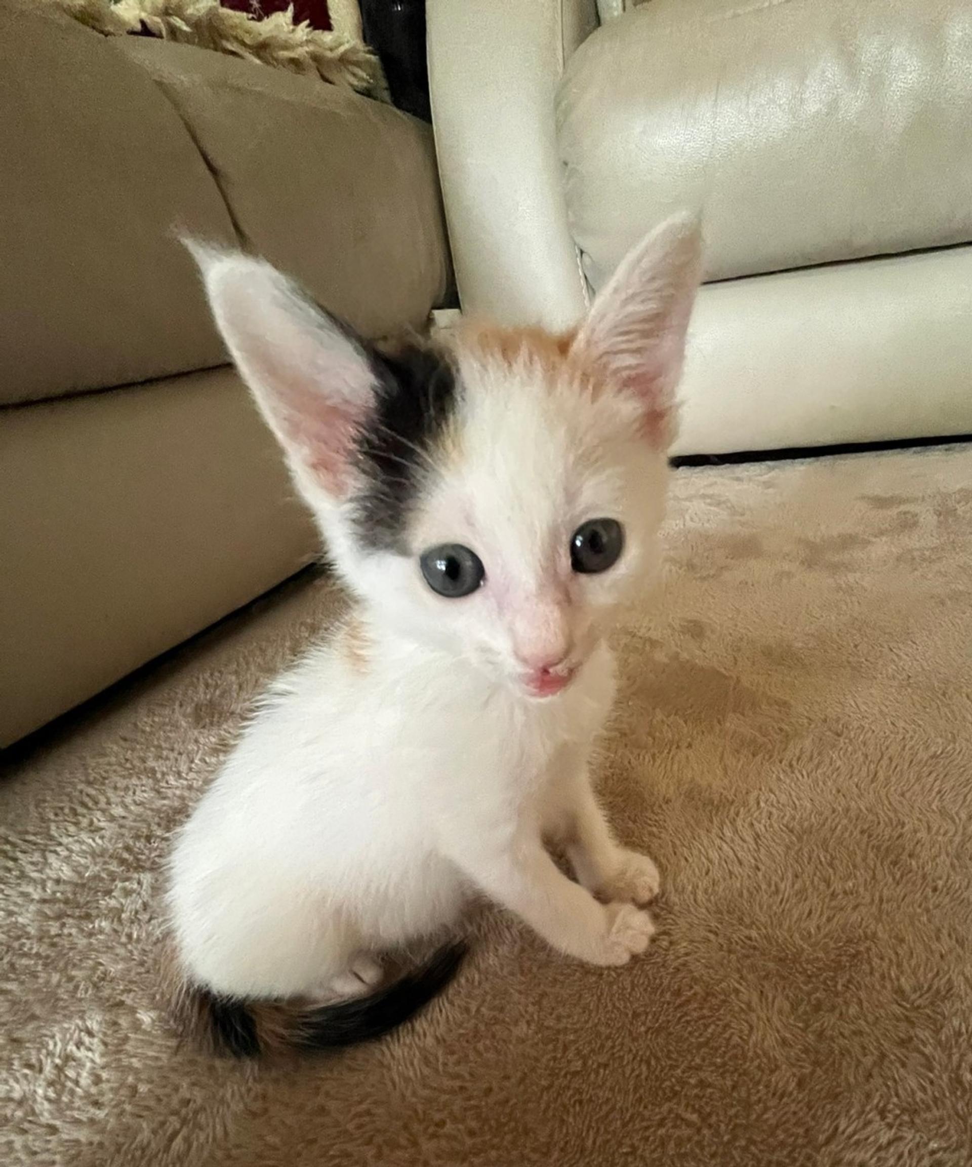 pet-image-4