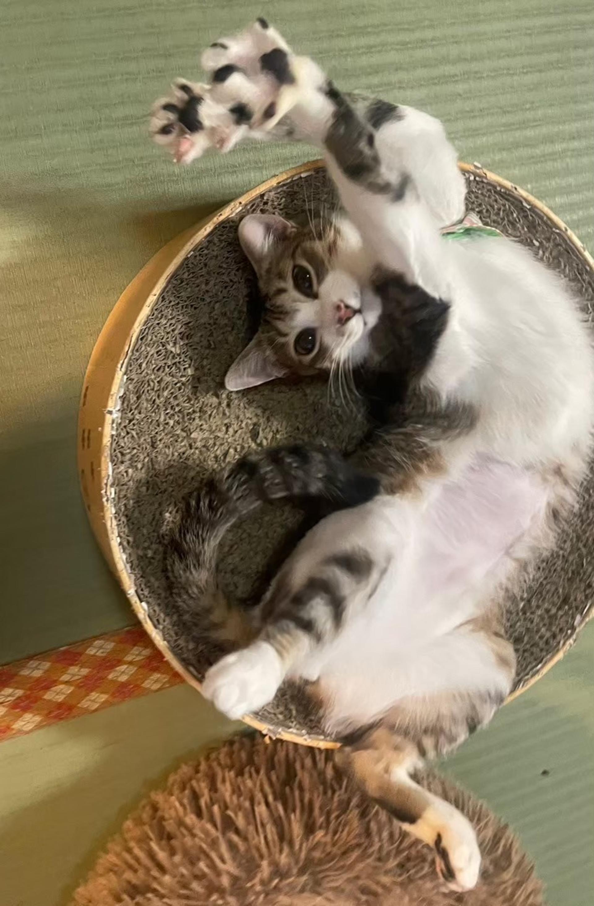 pet-image-4