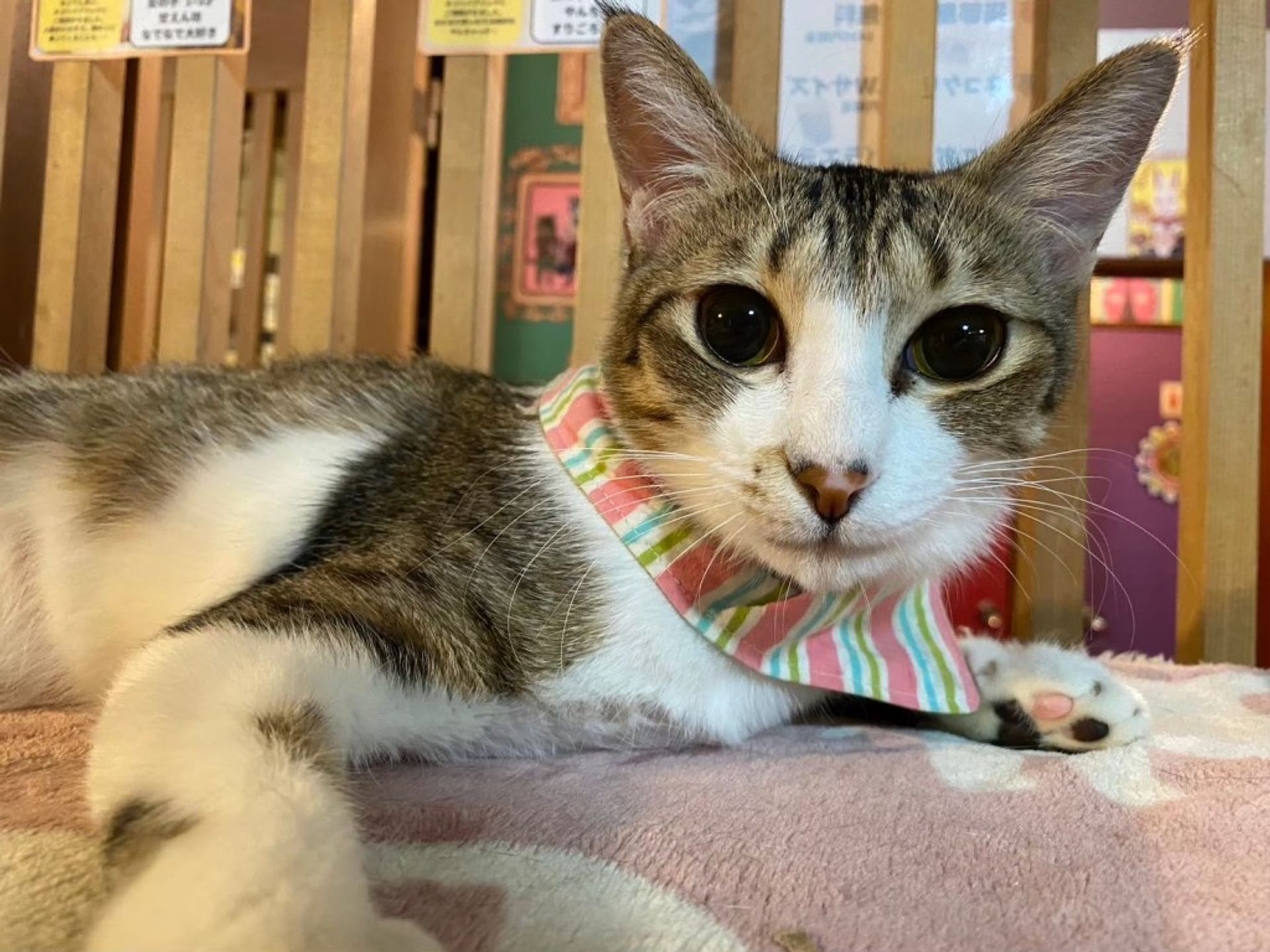 雑種（ミックス猫）・メスの里親募集の写真