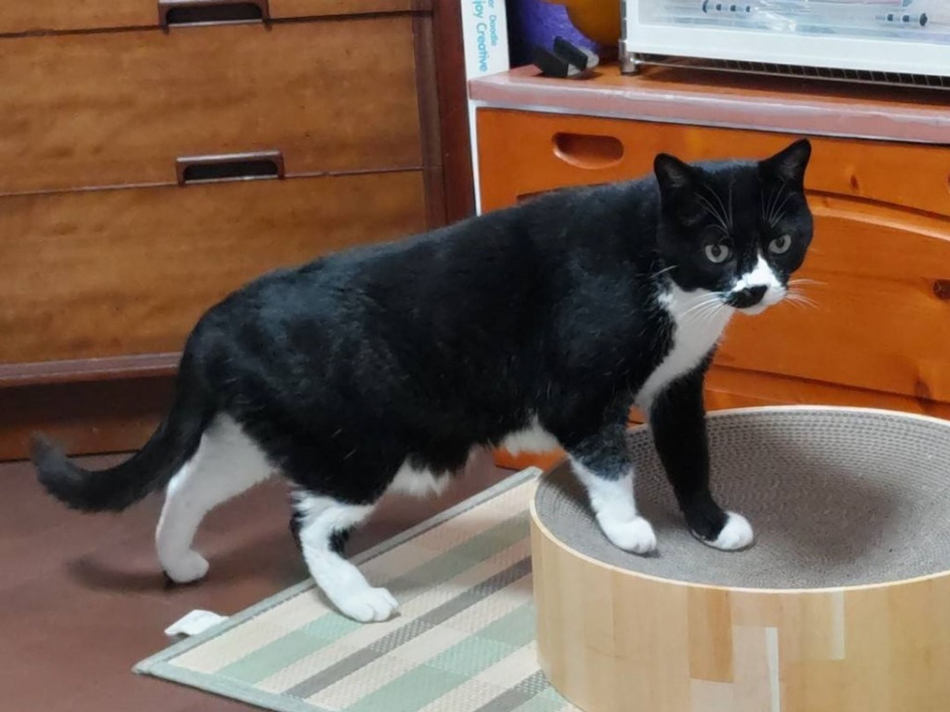 雑種（ミックス猫）・オスの里親募集の写真
