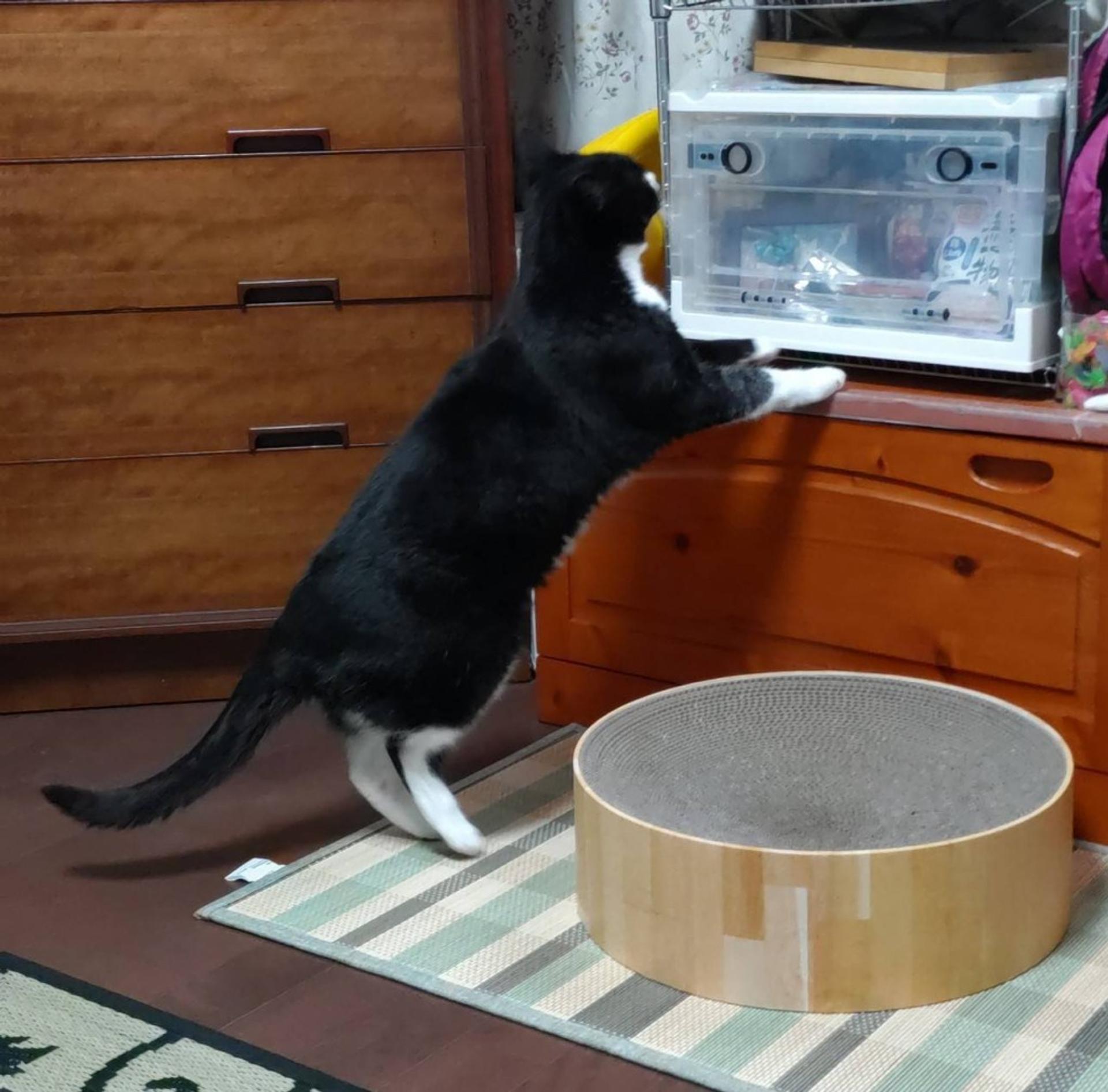 pet-image-2