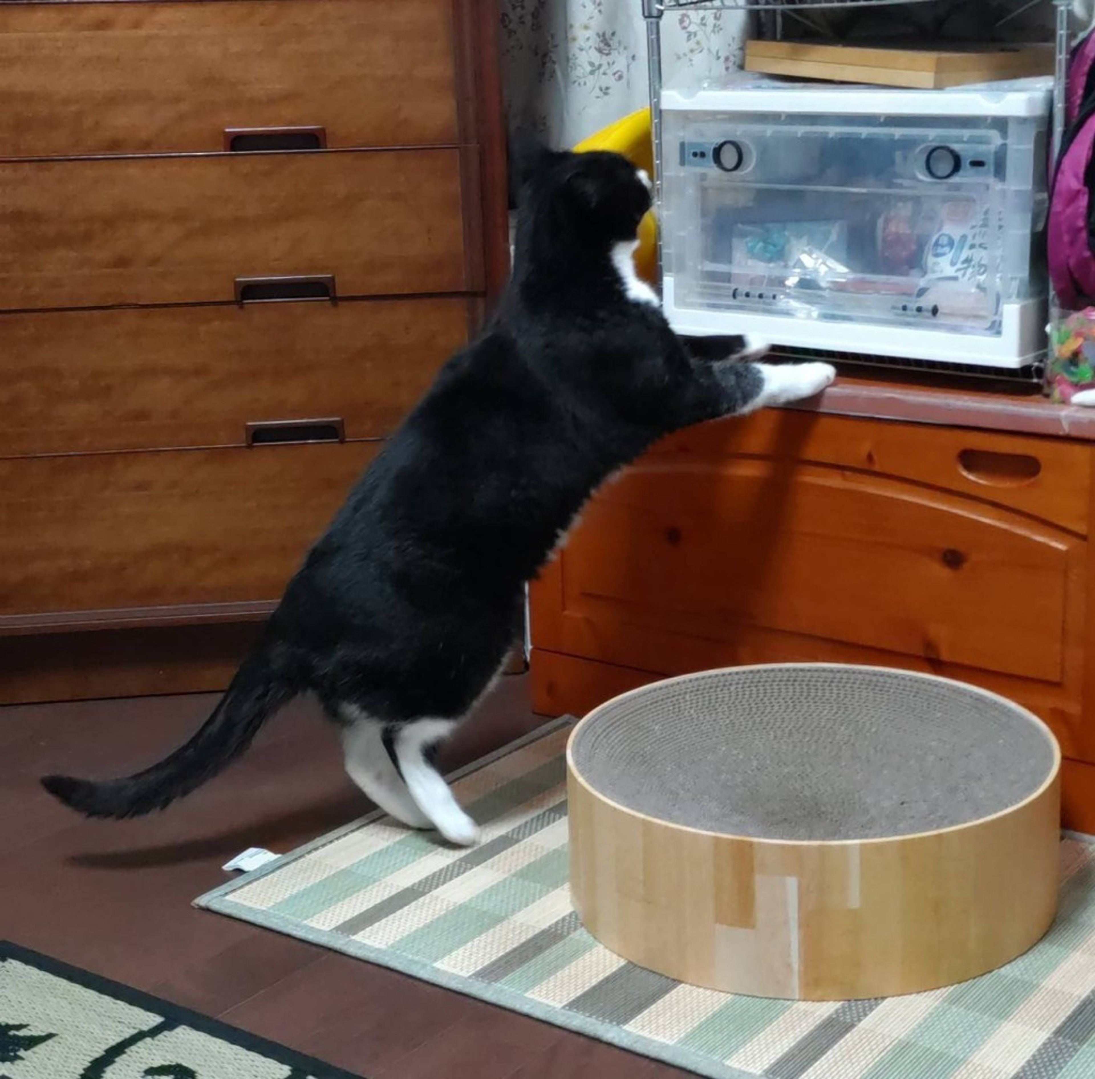 pet-image-2