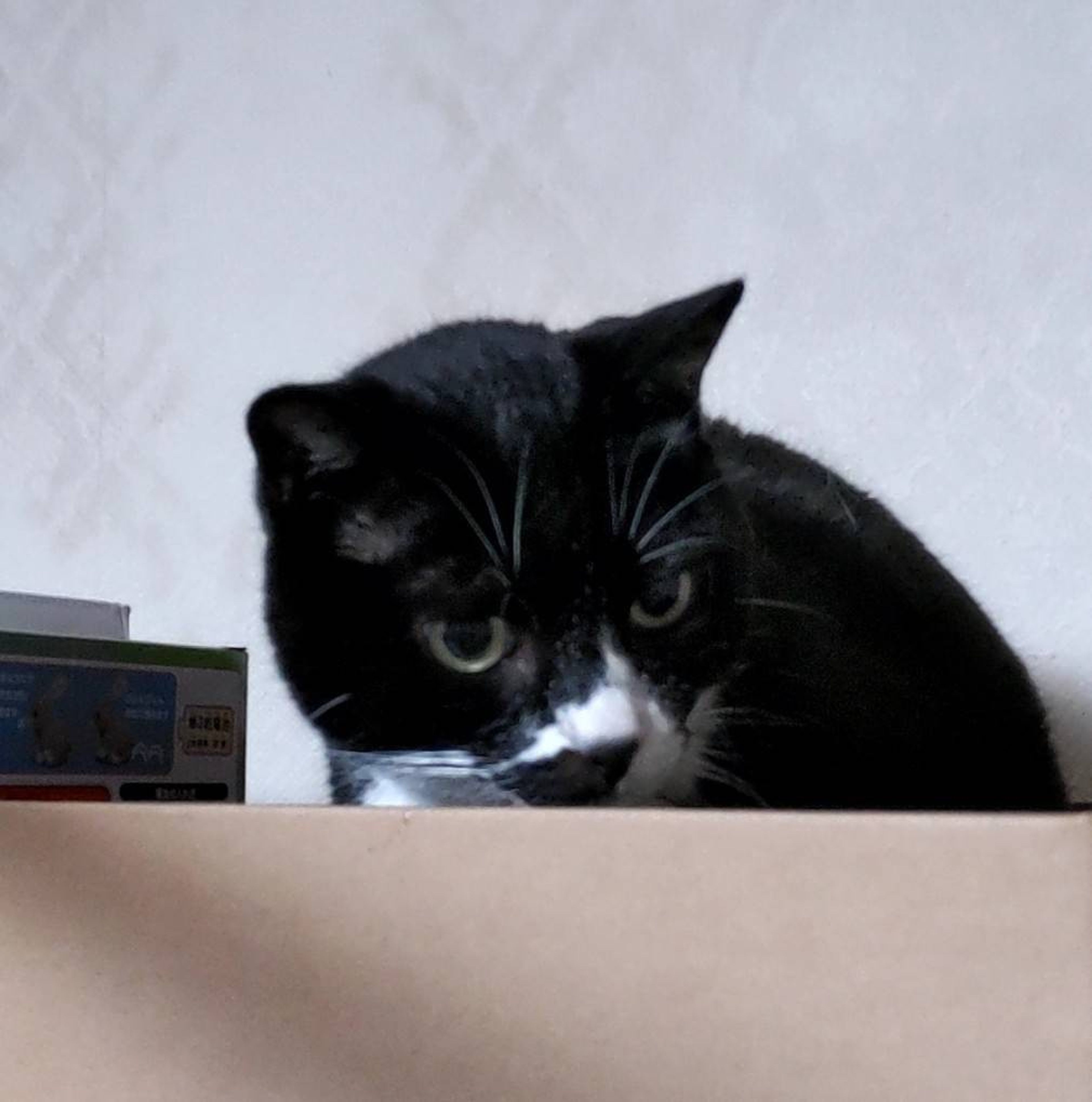 pet-image-3