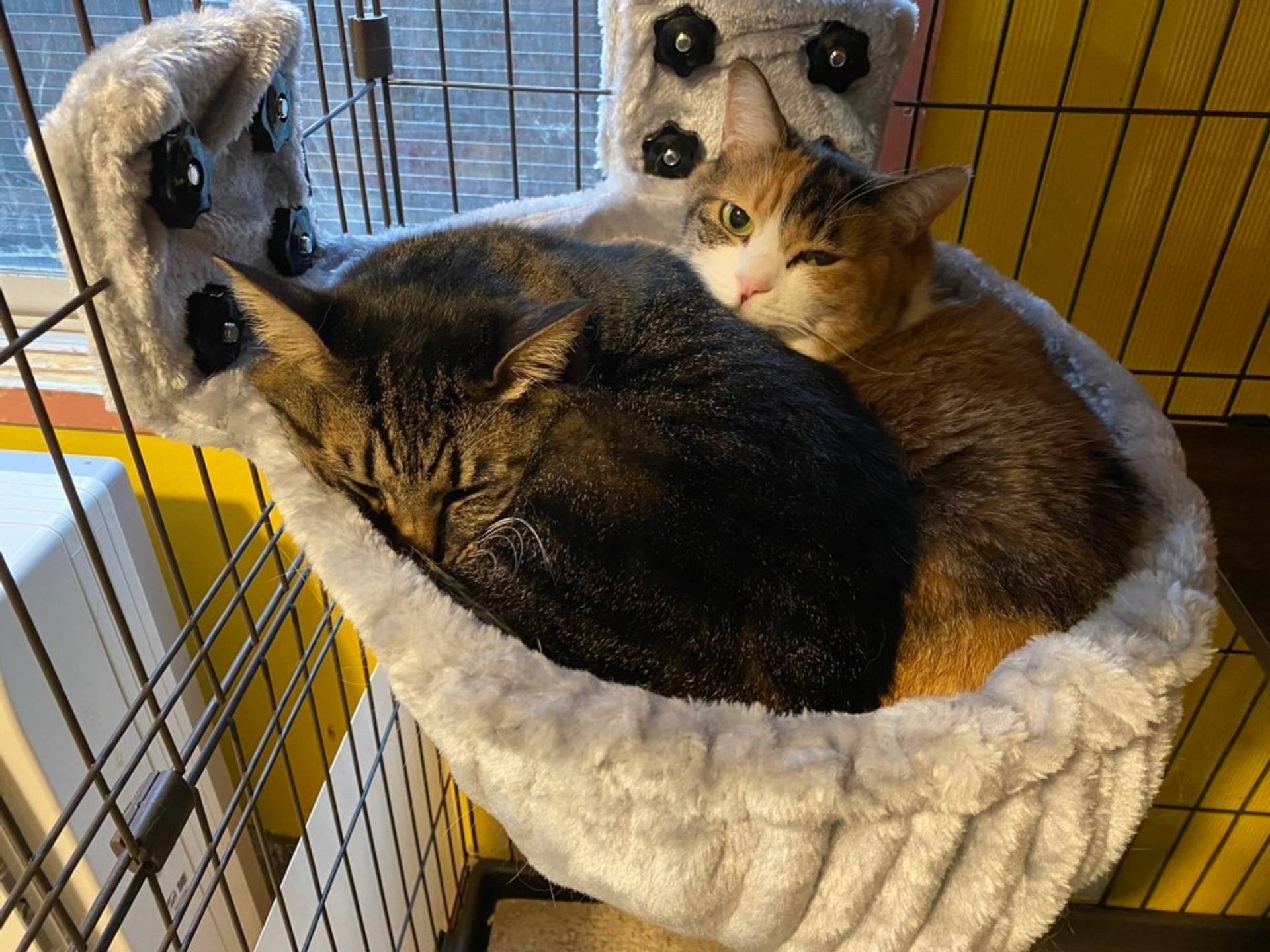 雑種（ミックス猫）・メスの里親募集の写真