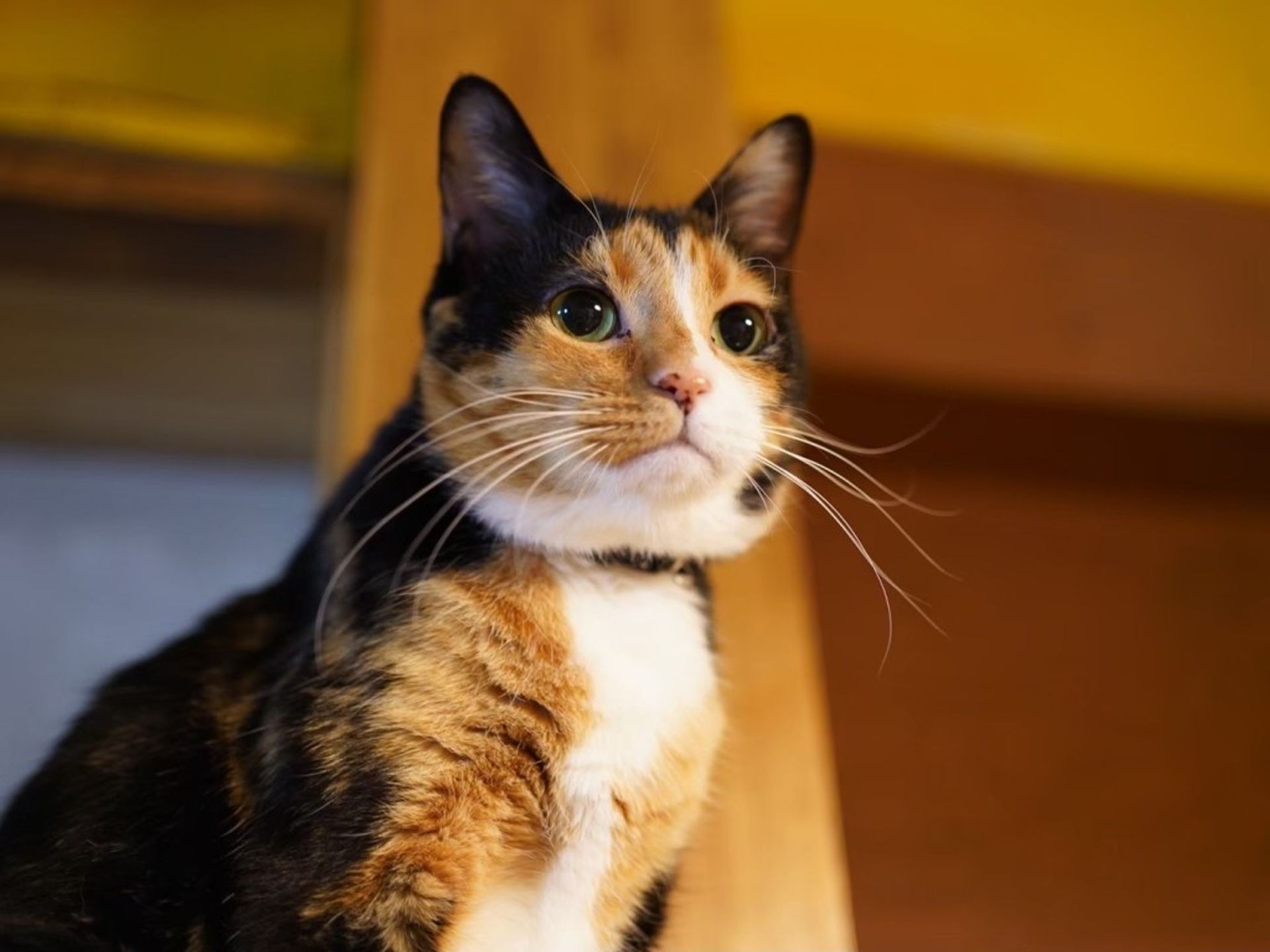 雑種（ミックス猫）・メスの里親募集の写真
