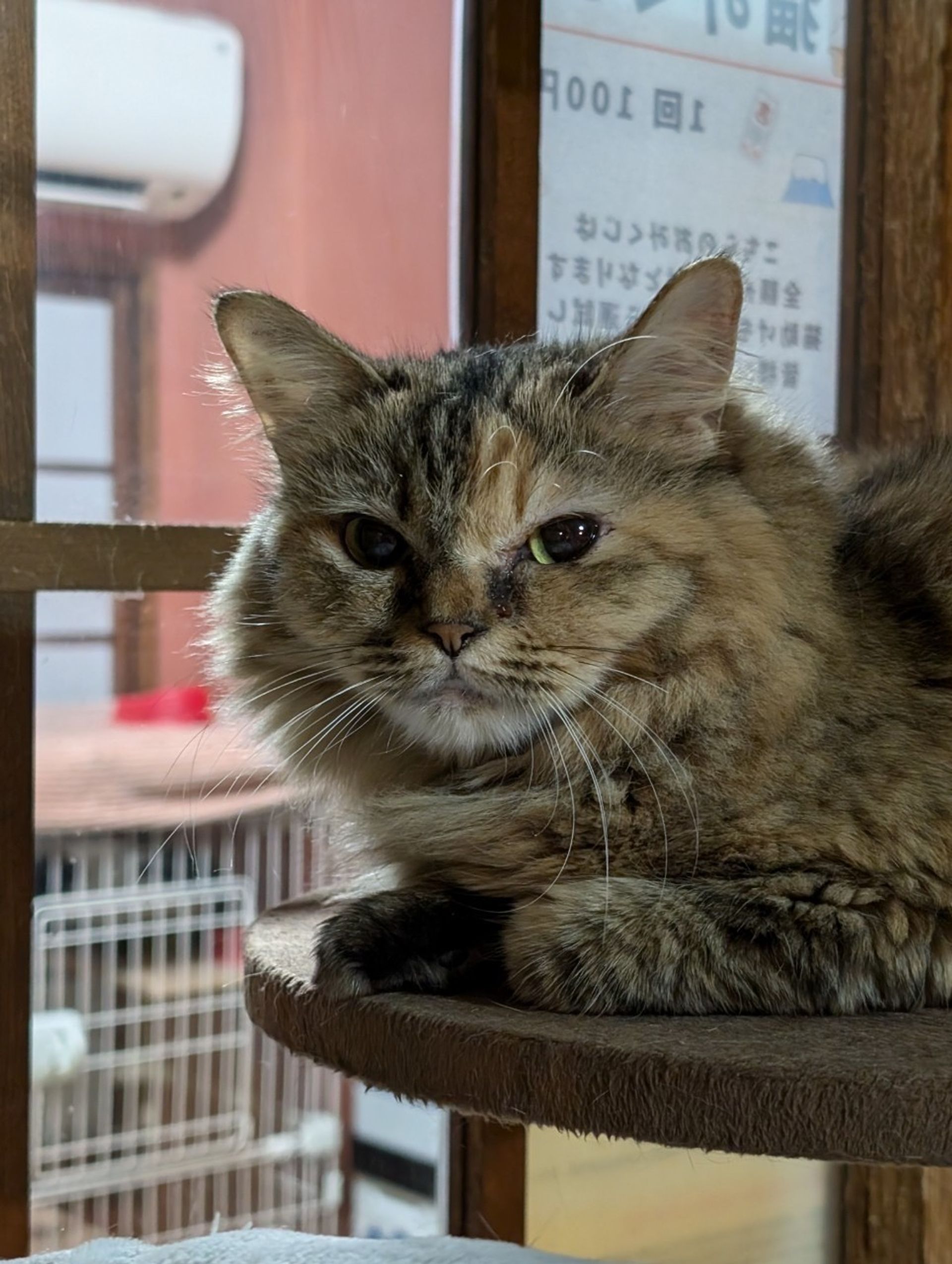 雑種（ミックス猫）・メスの里親募集の写真