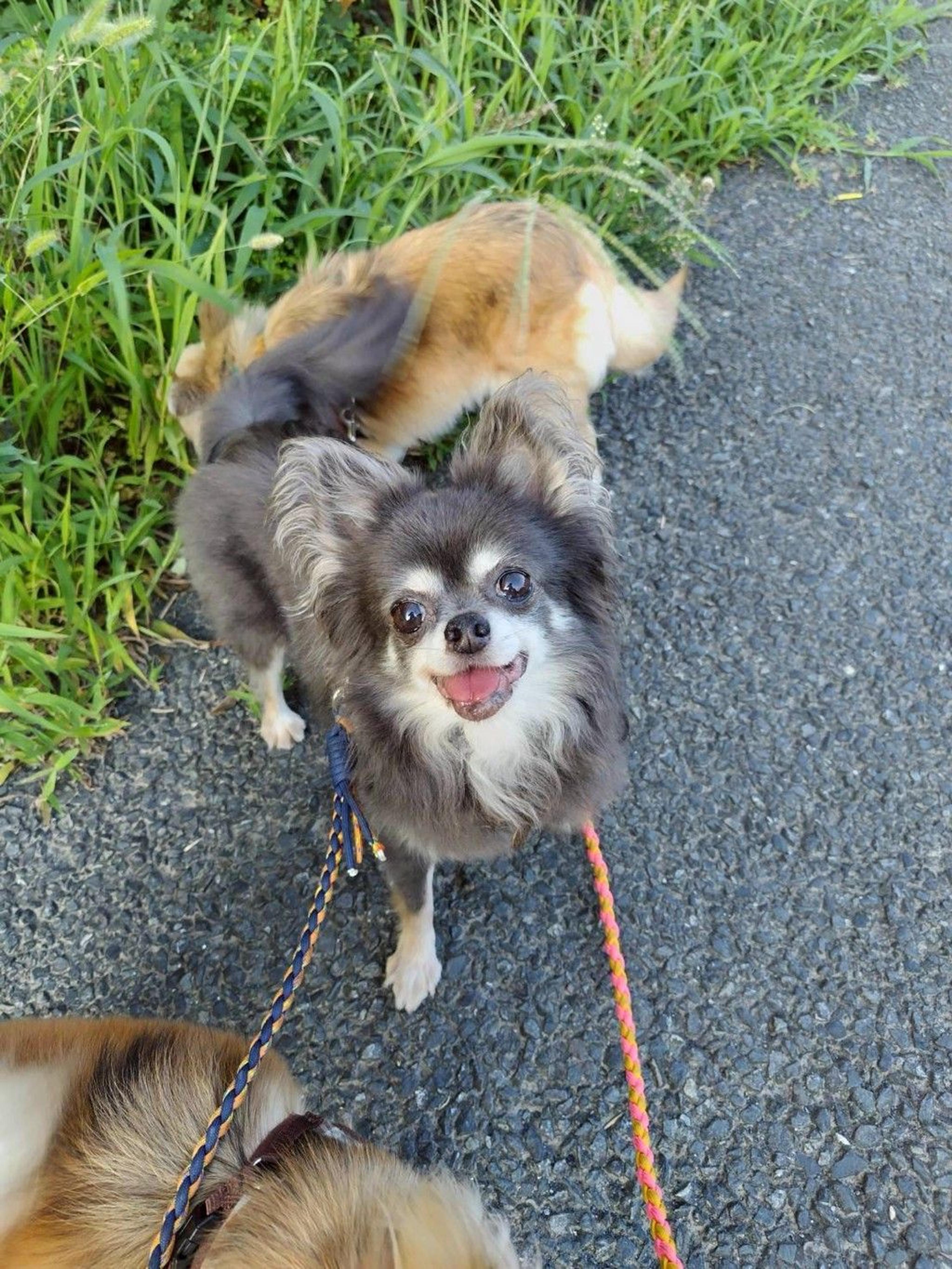 pet-image-4