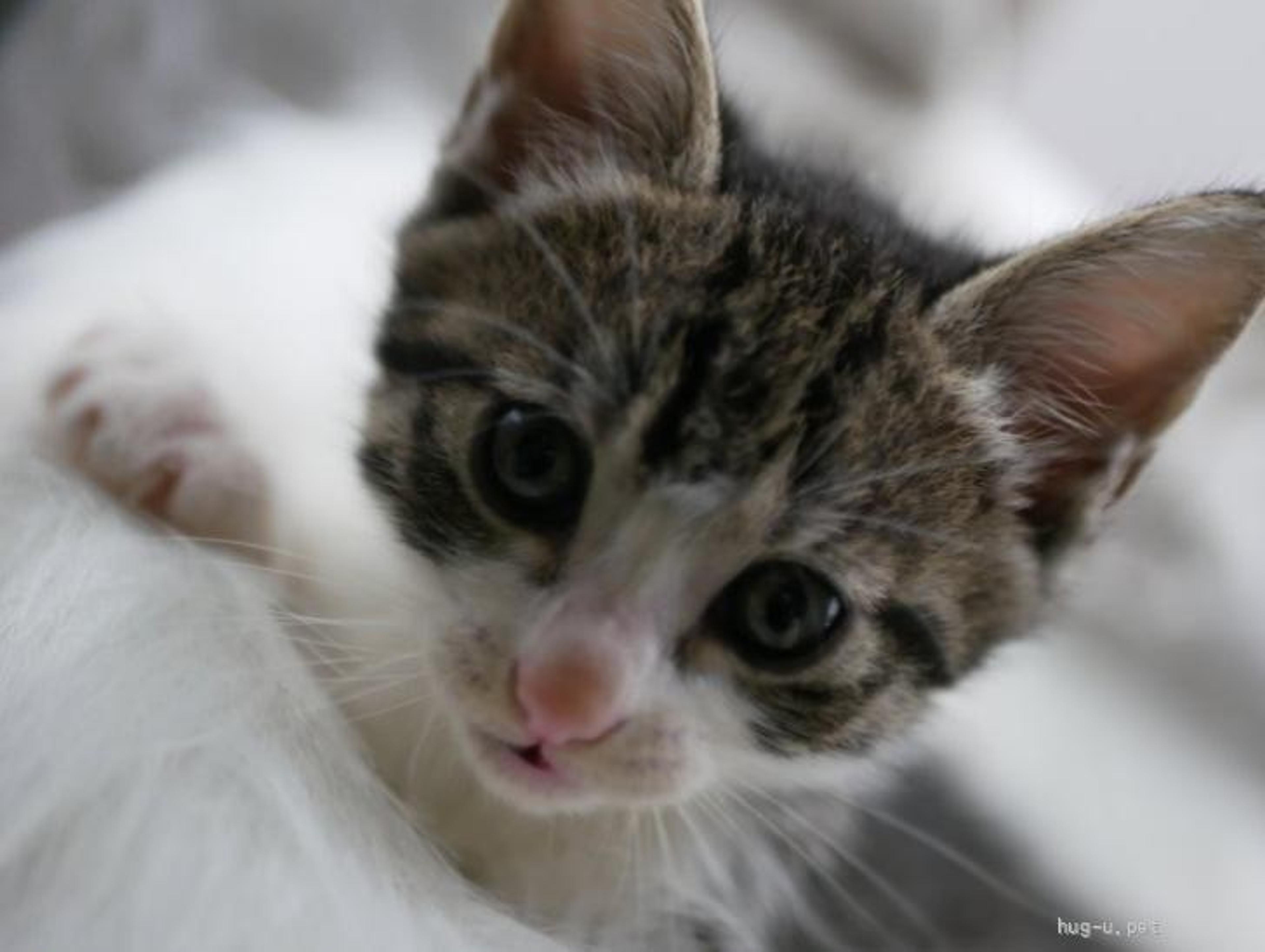 pet-image-4