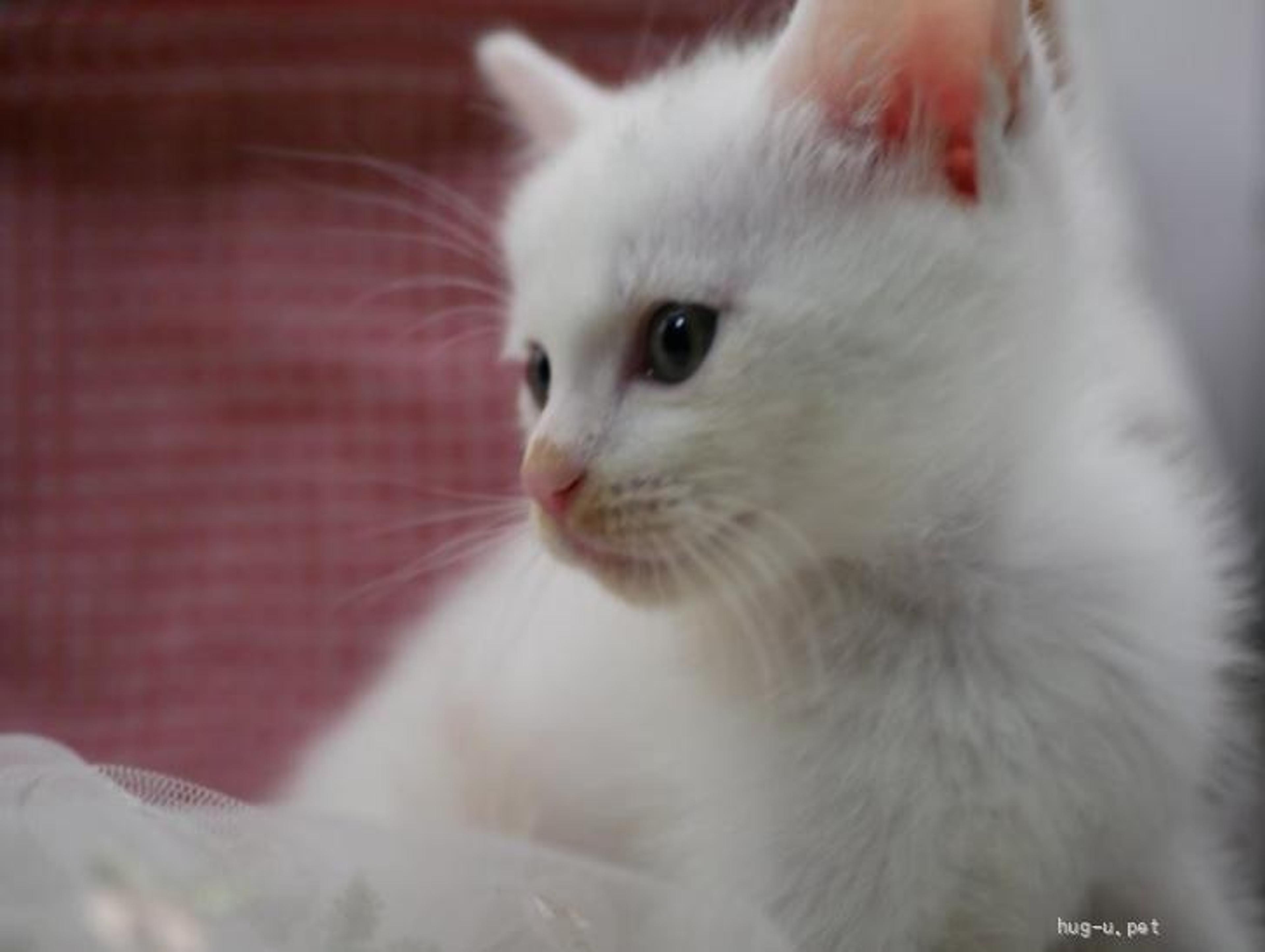 pet-image-4