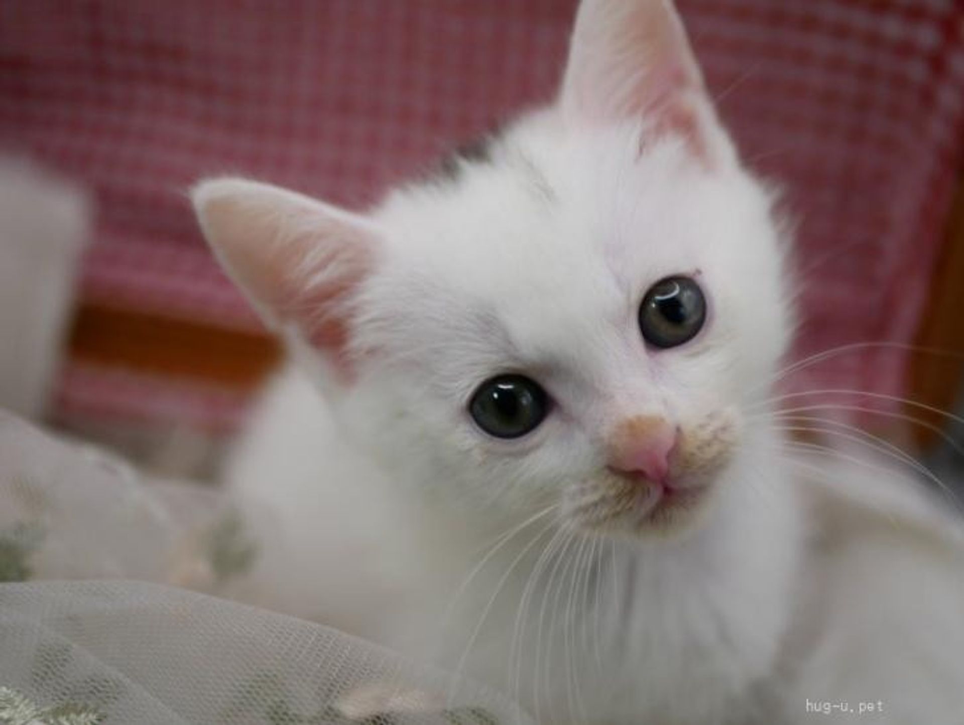 雑種（ミックス猫）・メスの里親募集の写真