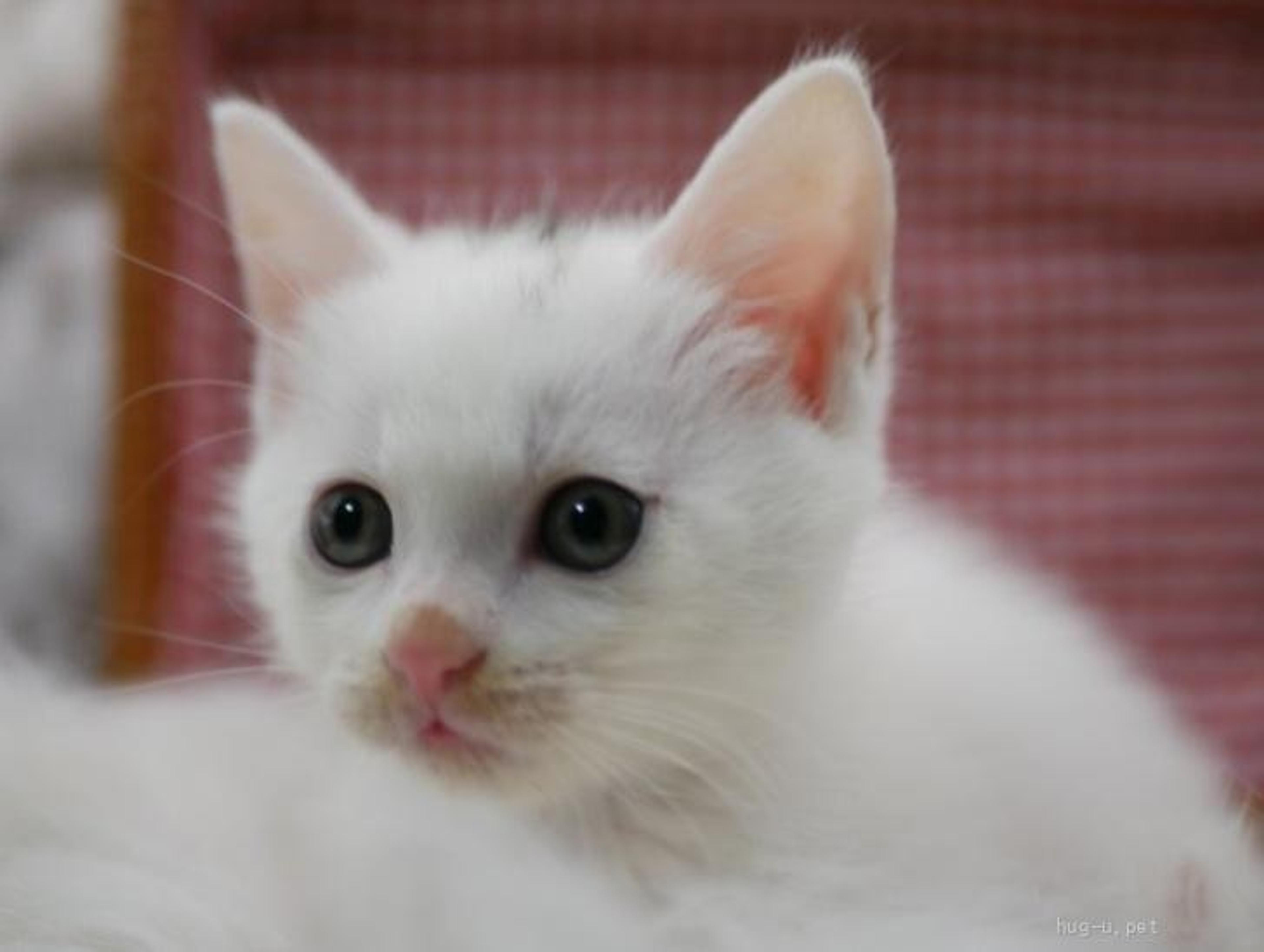 pet-image-2