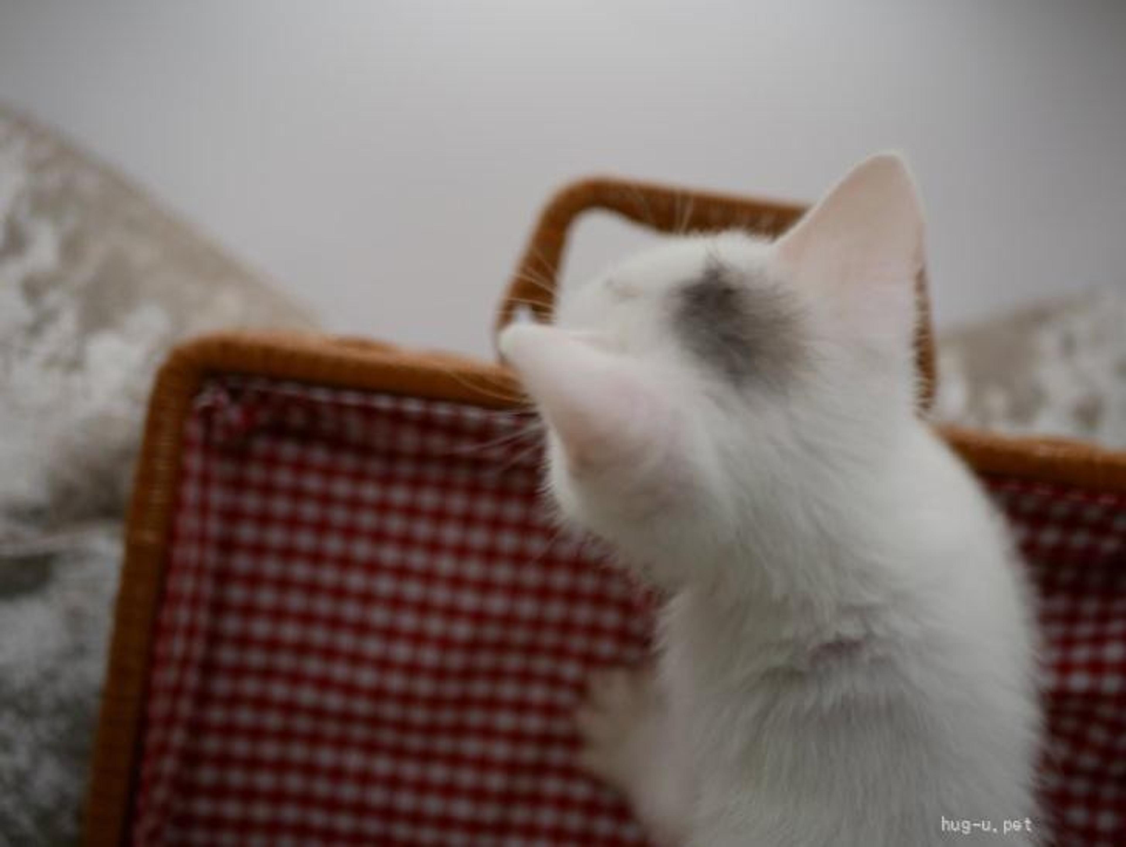 pet-image-5