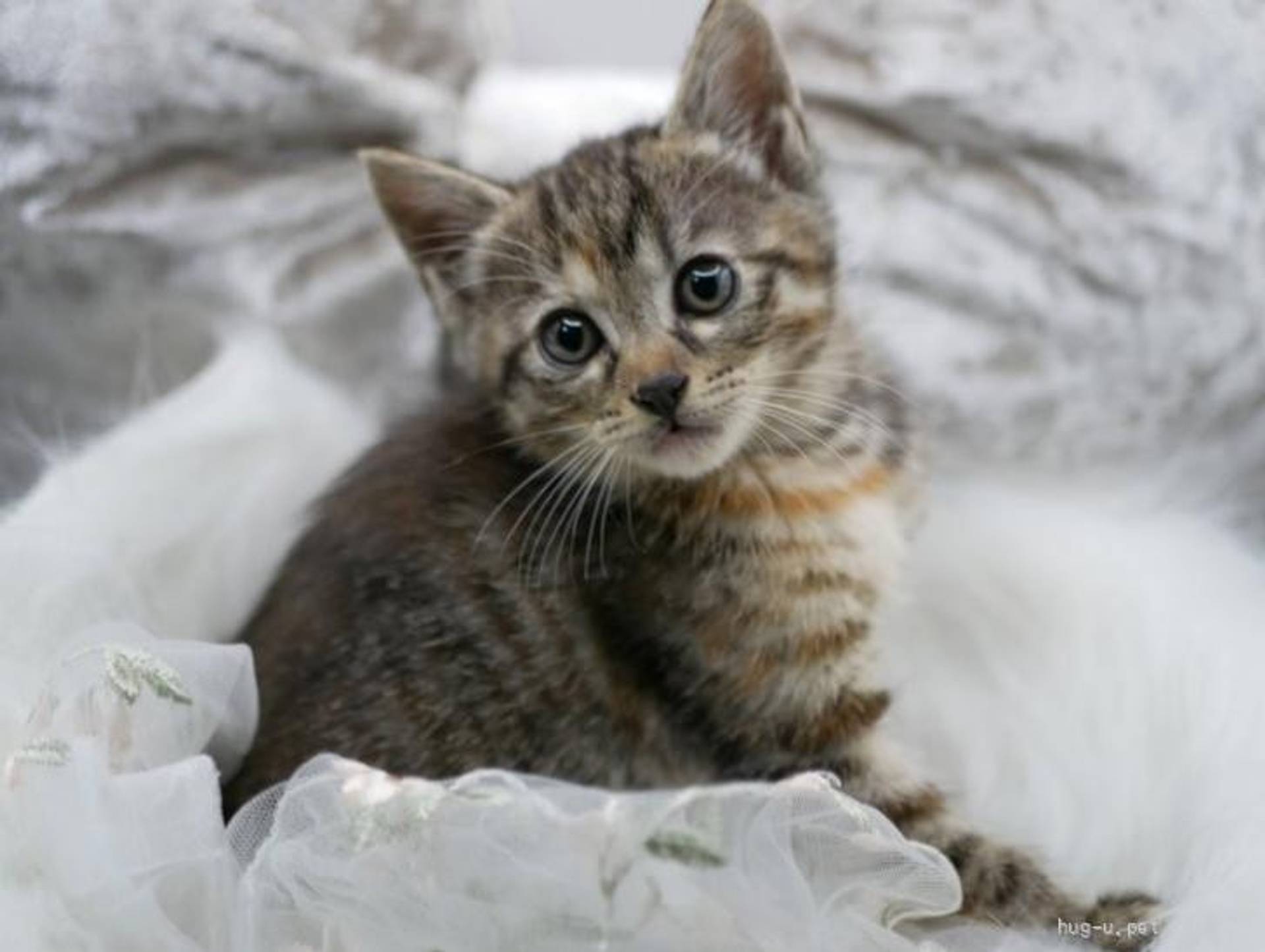 雑種（ミックス猫）・メスの里親募集の写真