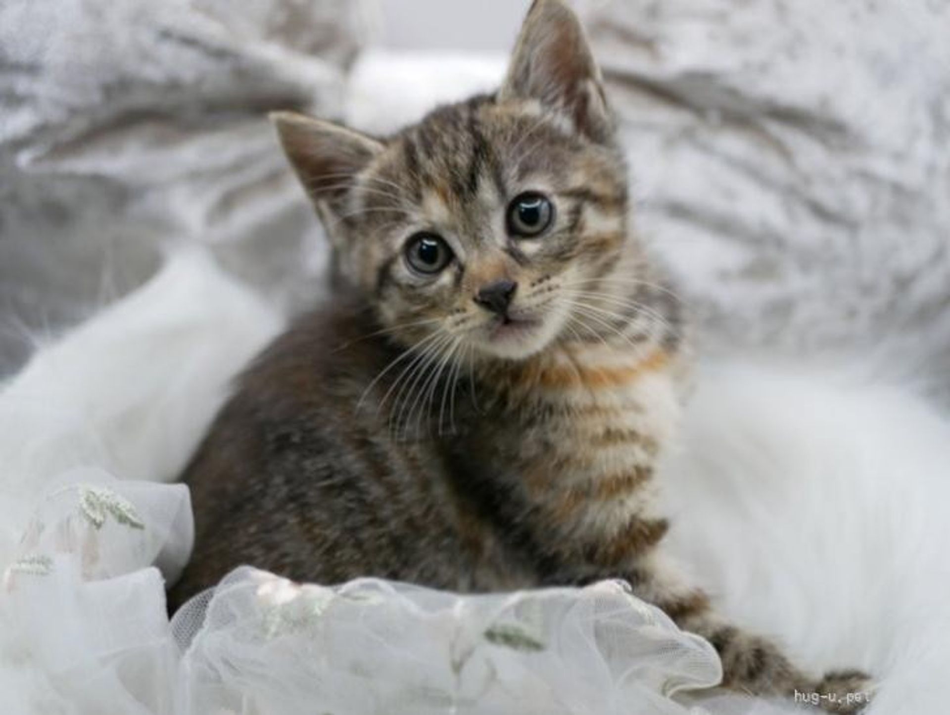 雑種（ミックス猫）・メスの里親募集の写真