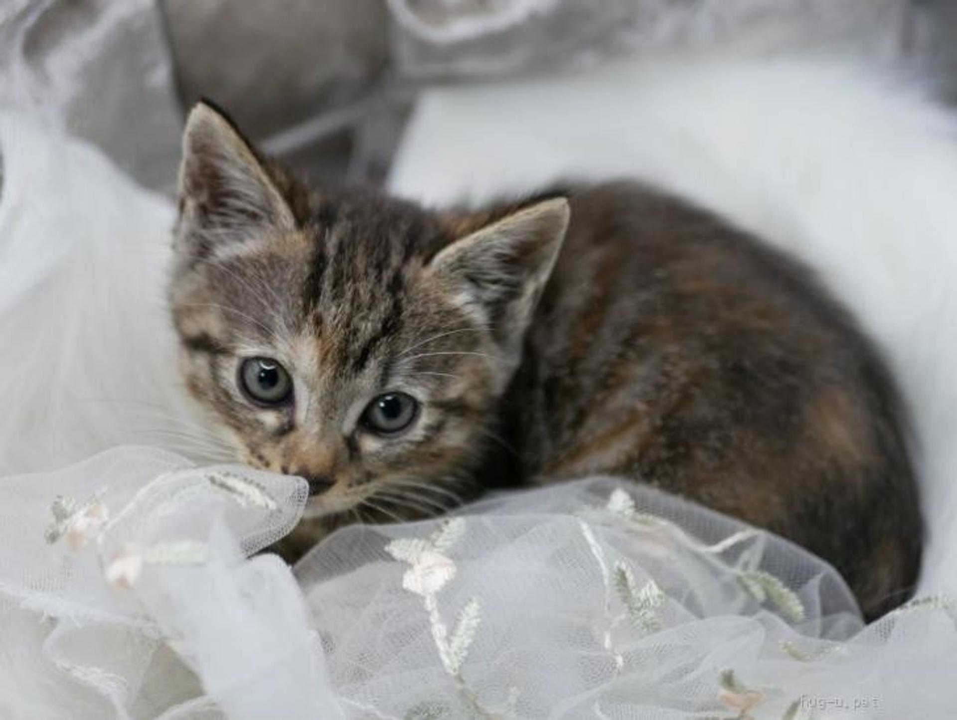 pet-image-4