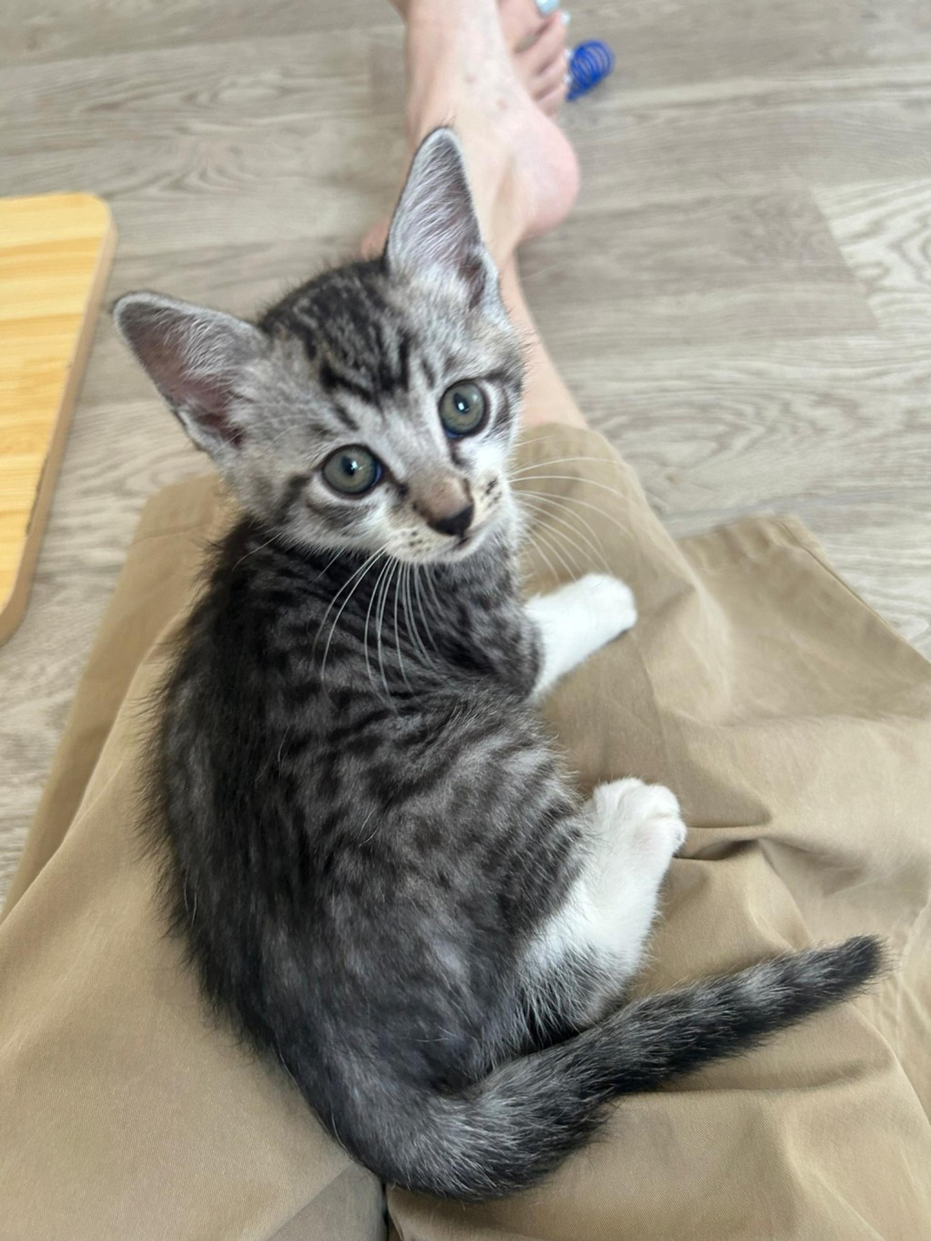 pet-image-4