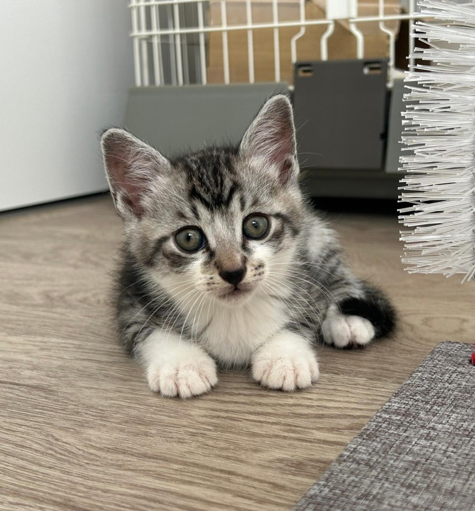 pet-image-2
