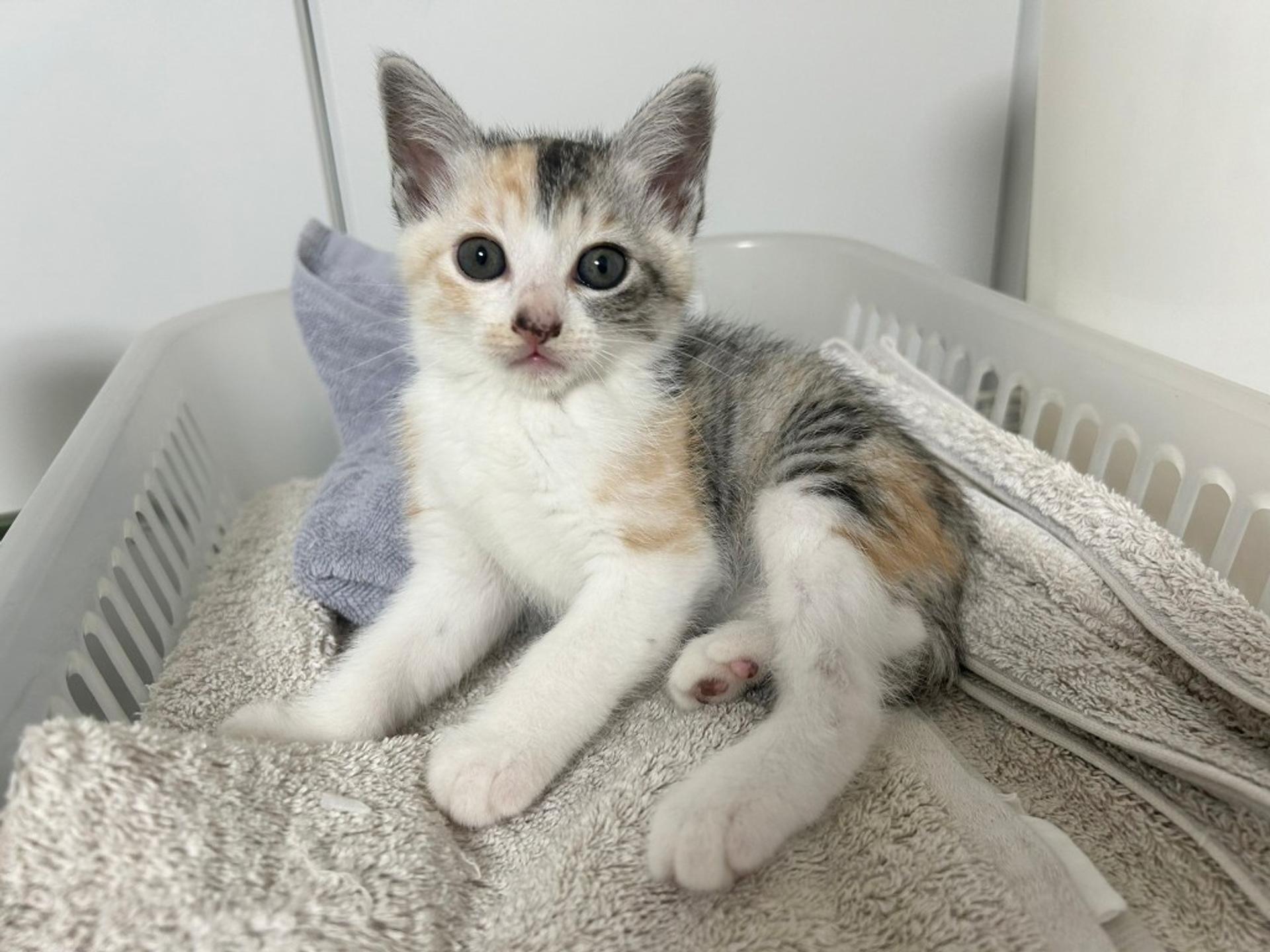 pet-image-4