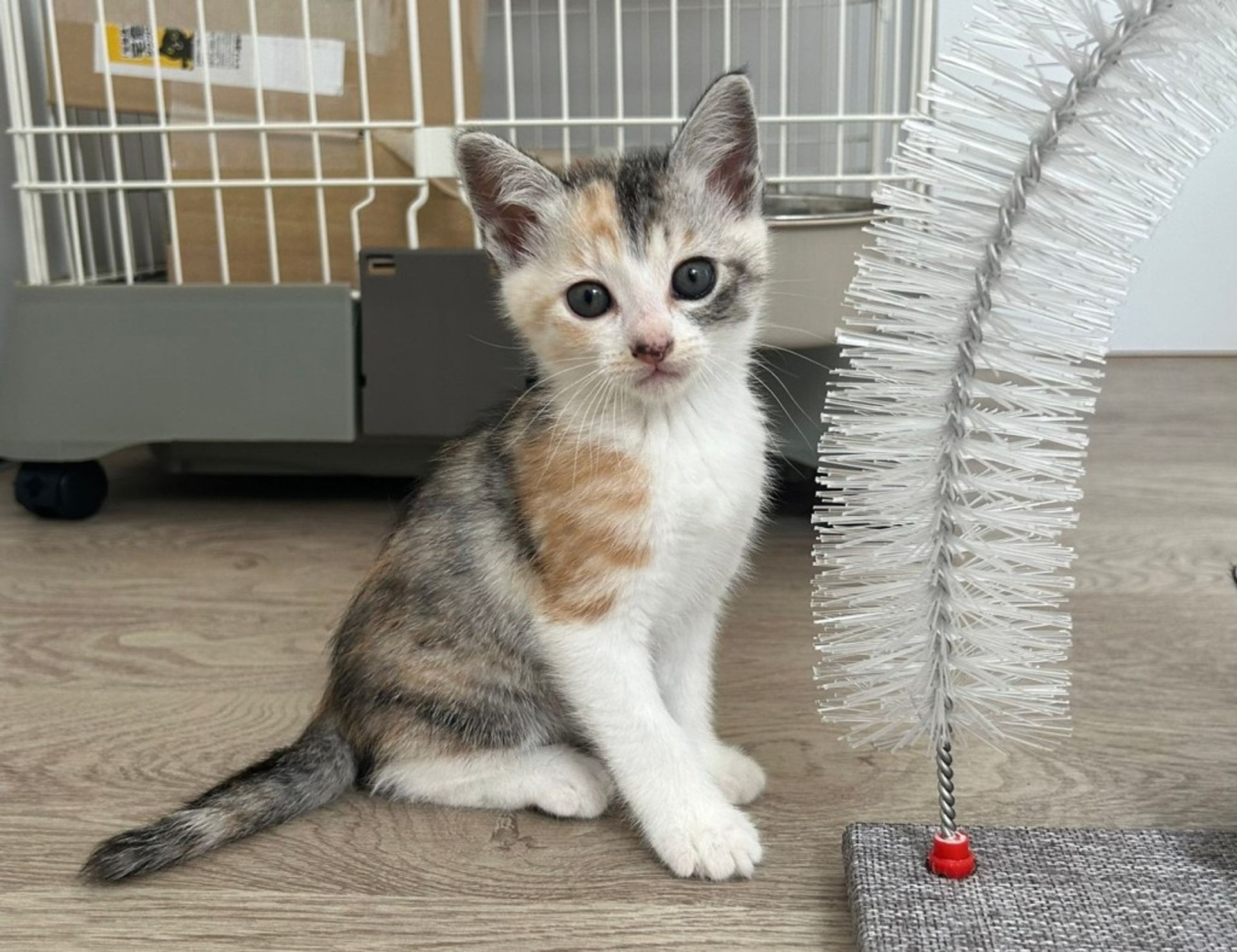 雑種（ミックス猫）・メスの里親募集の写真