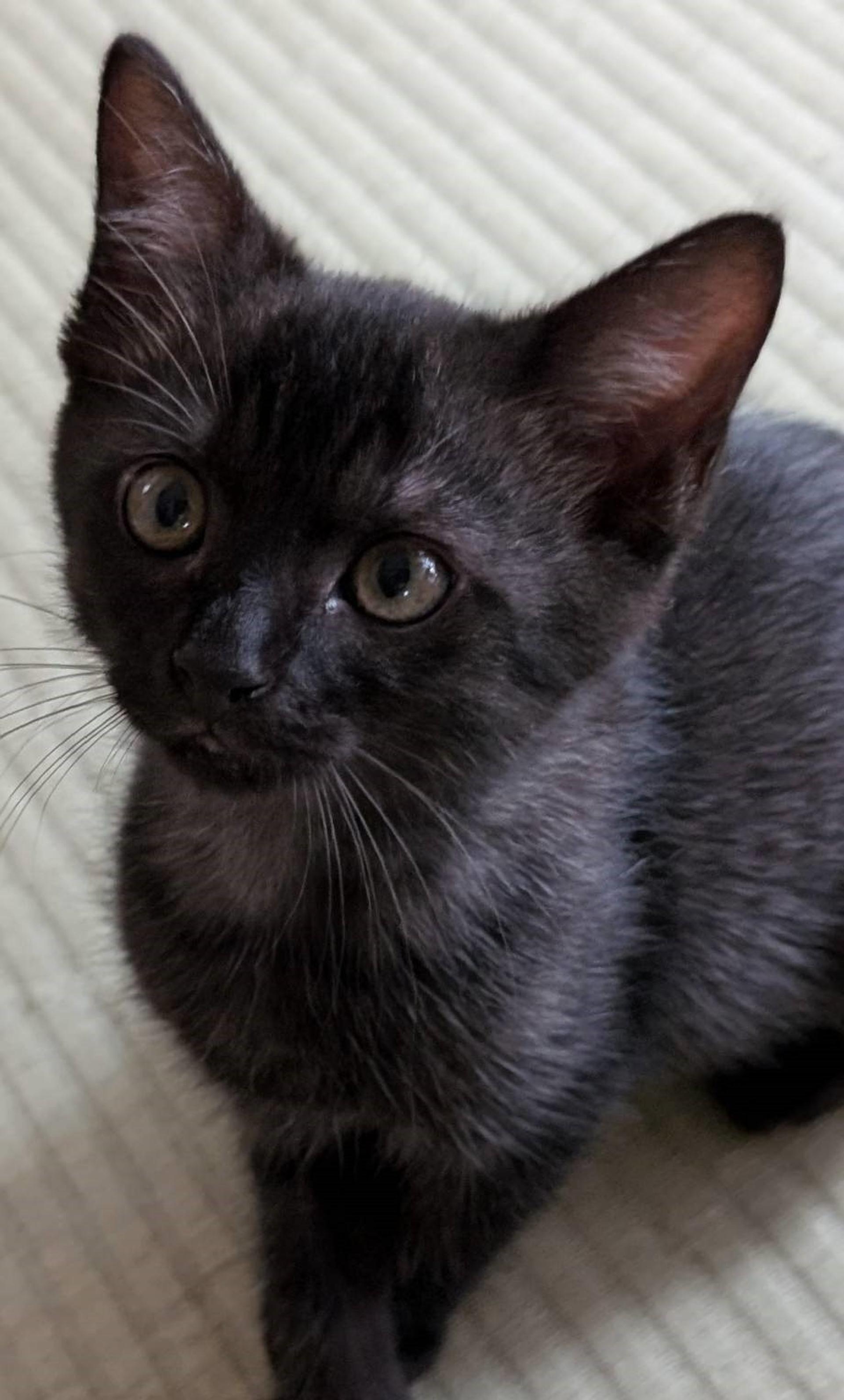 pet-image-3