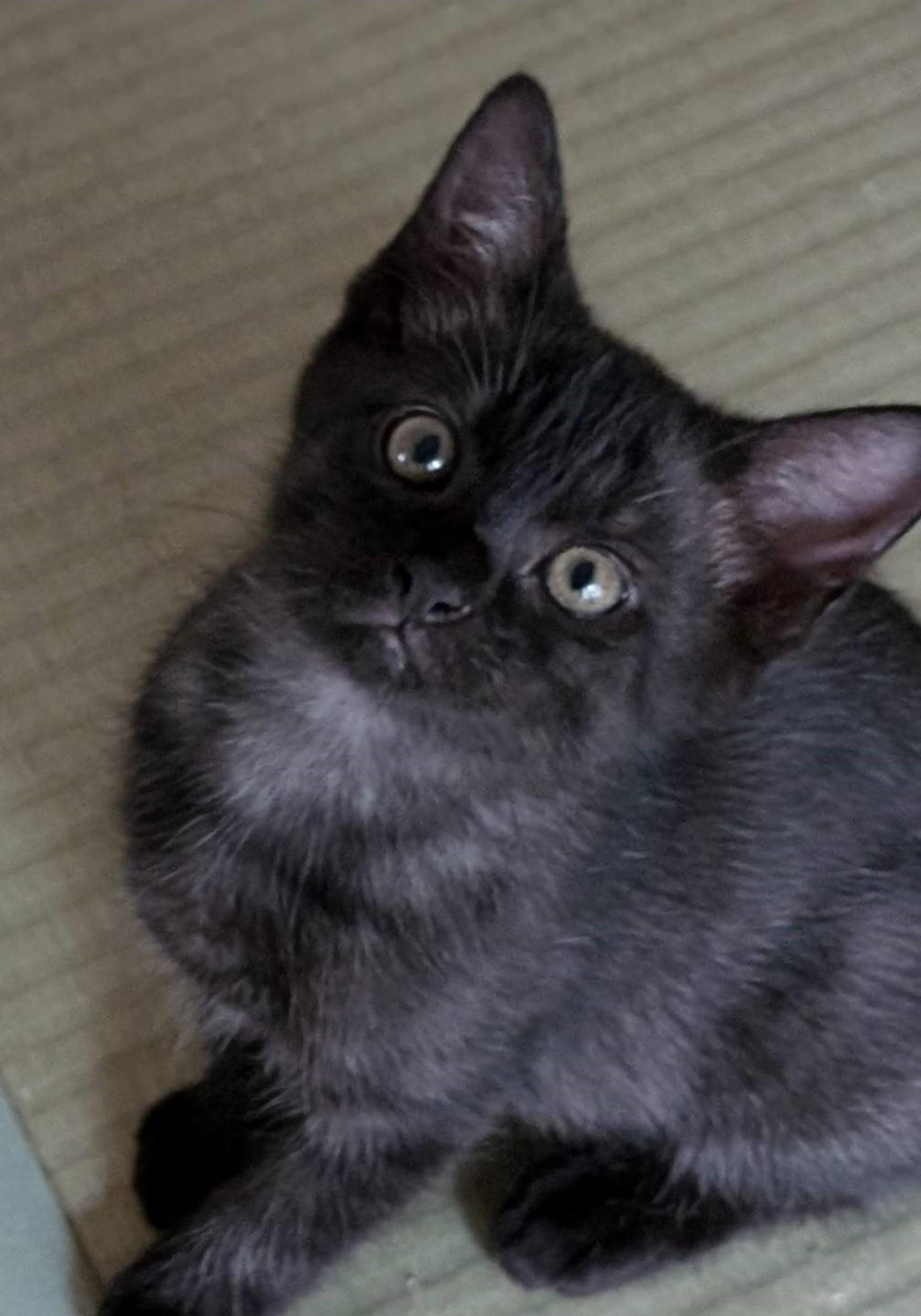 pet-image-4