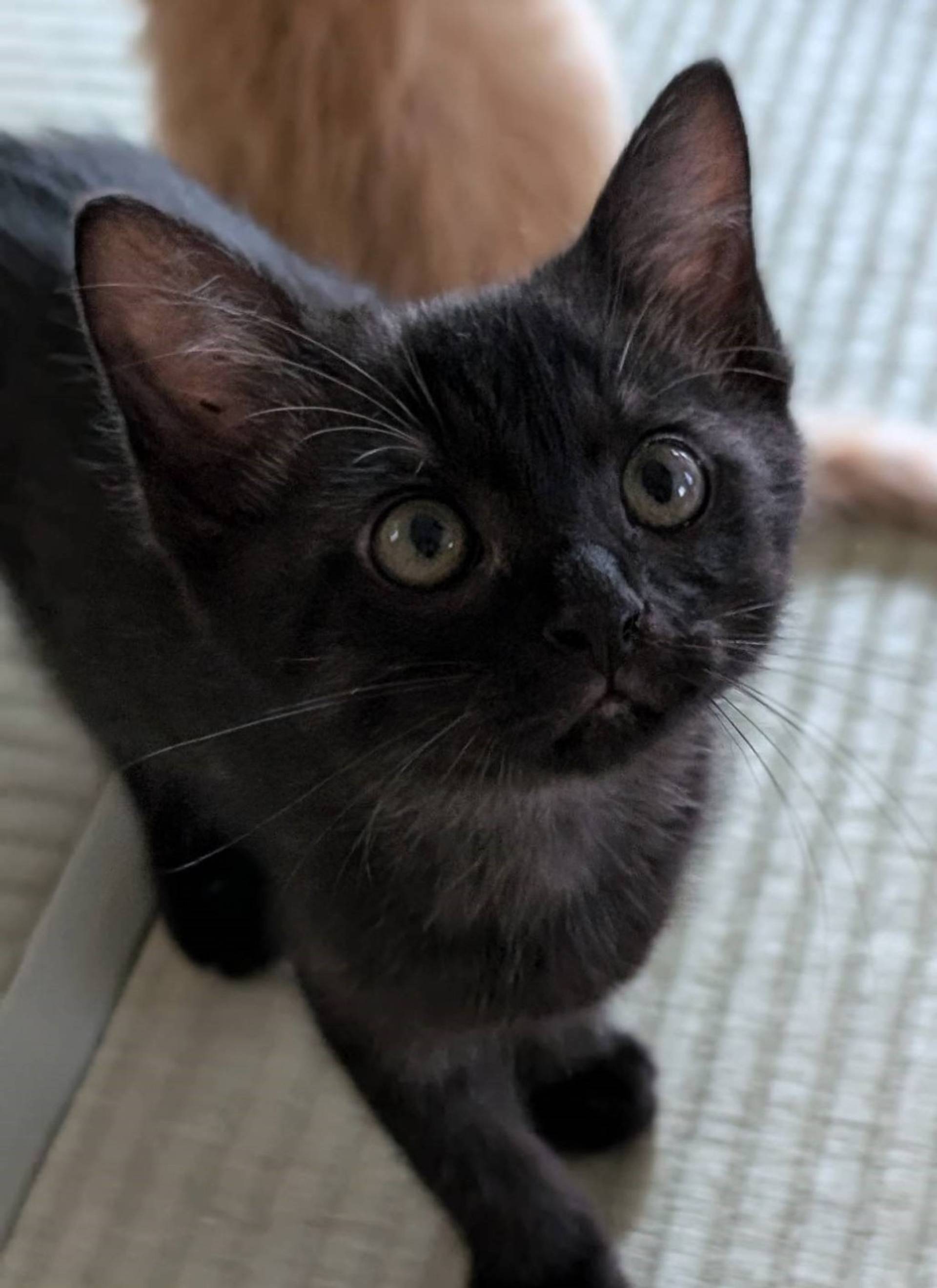 雑種（ミックス猫）・オスの里親募集の写真