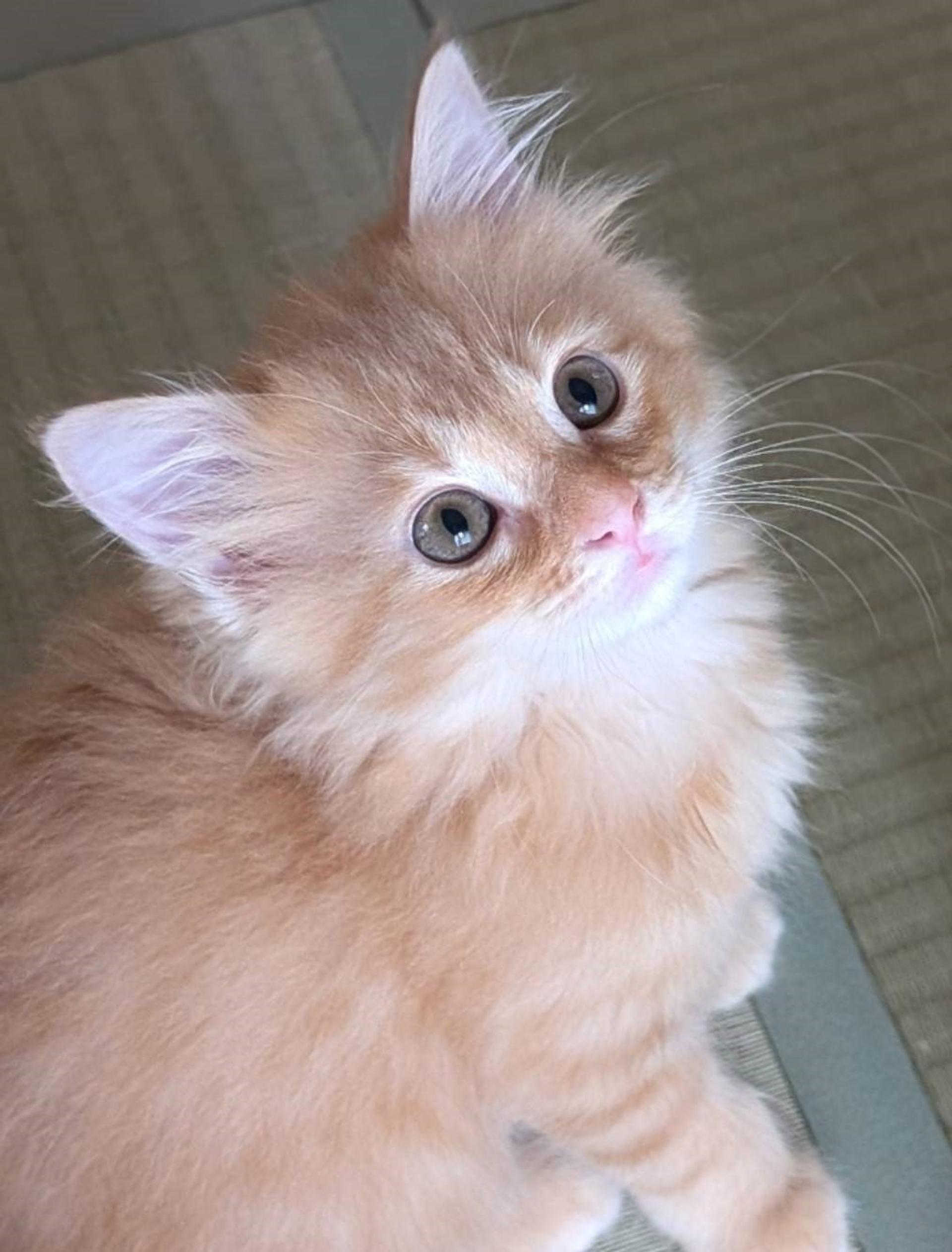 pet-image-4