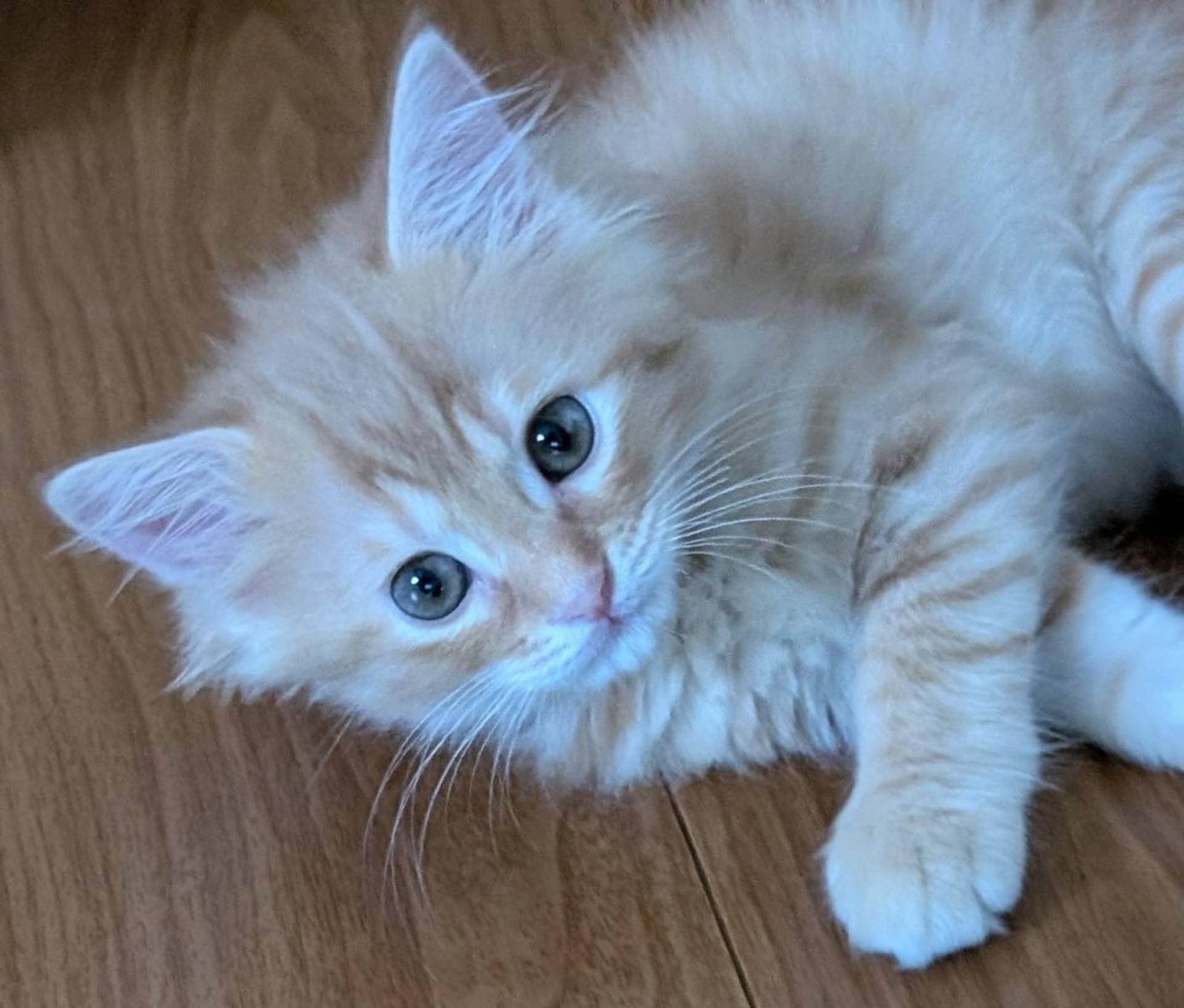 pet-image-2
