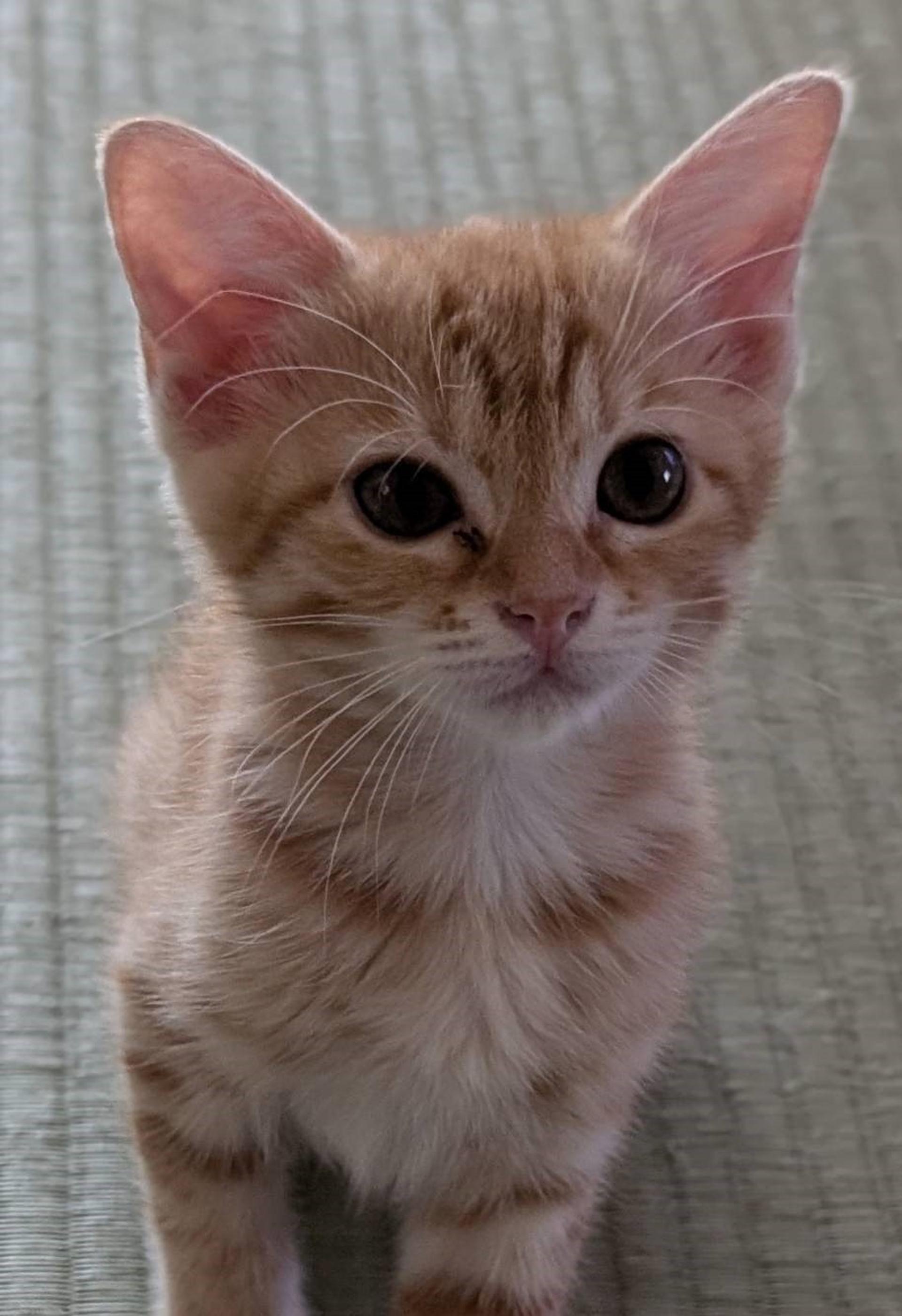 pet-image-2