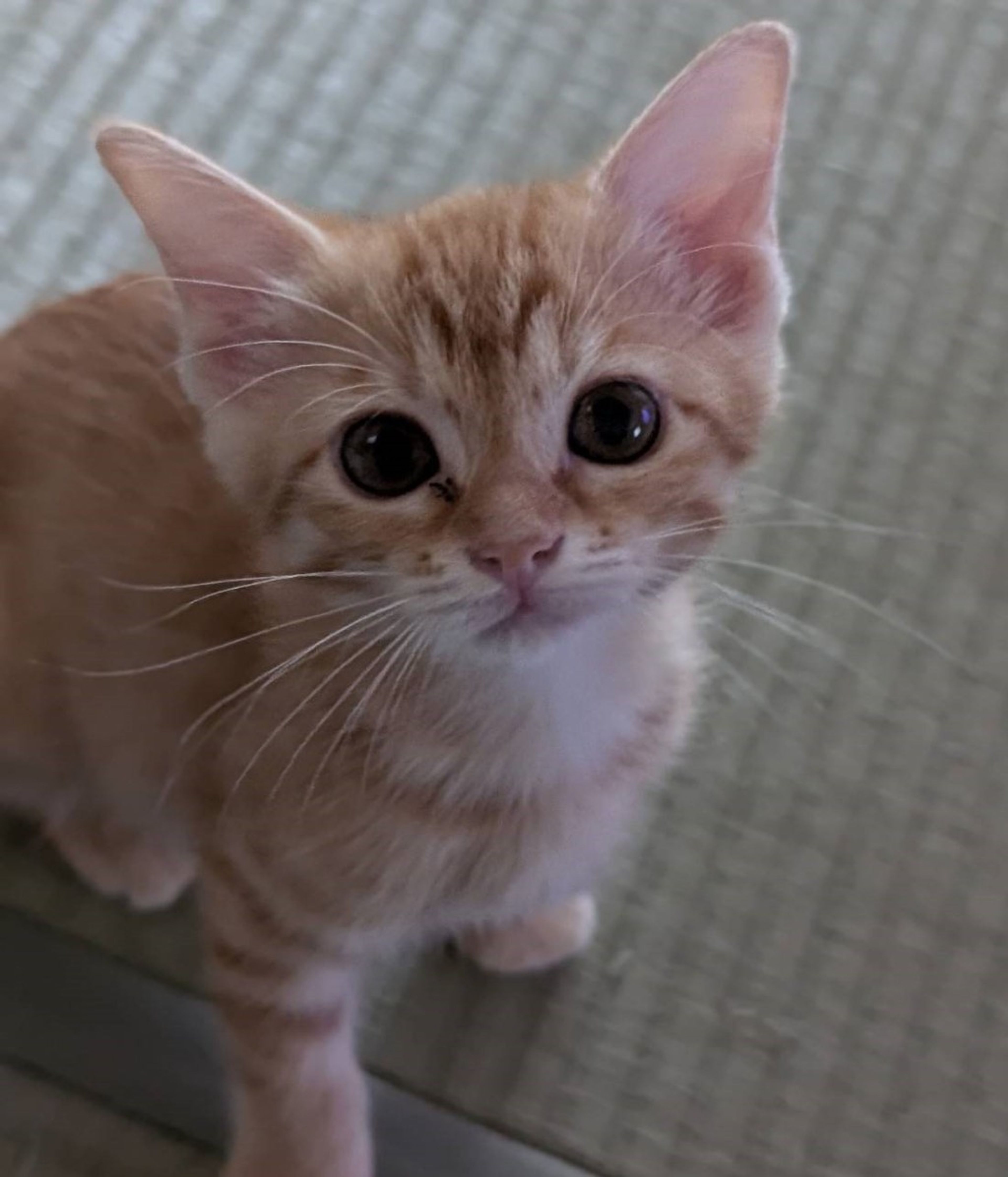 pet-image-3