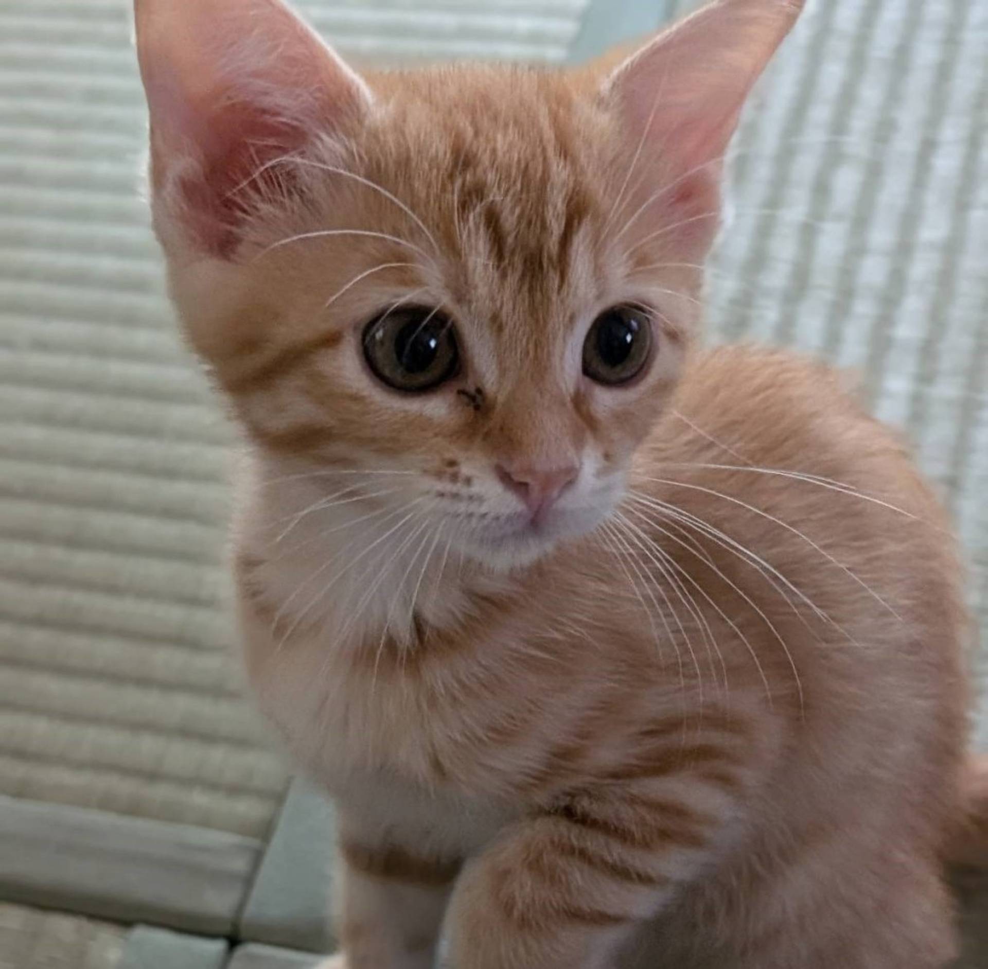 雑種（ミックス猫）・オスの里親募集の写真