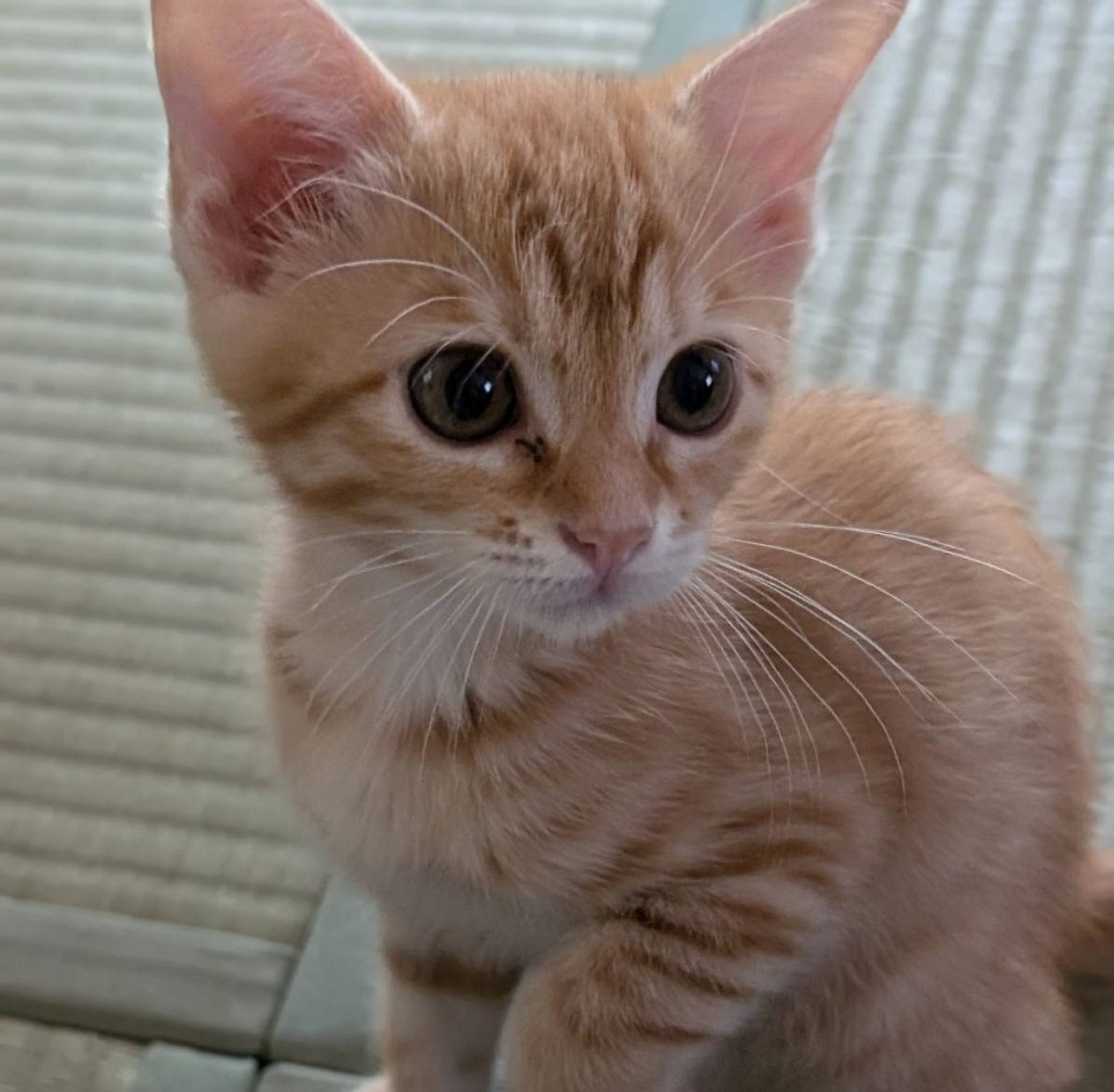 雑種（ミックス猫）・オスの里親募集の写真