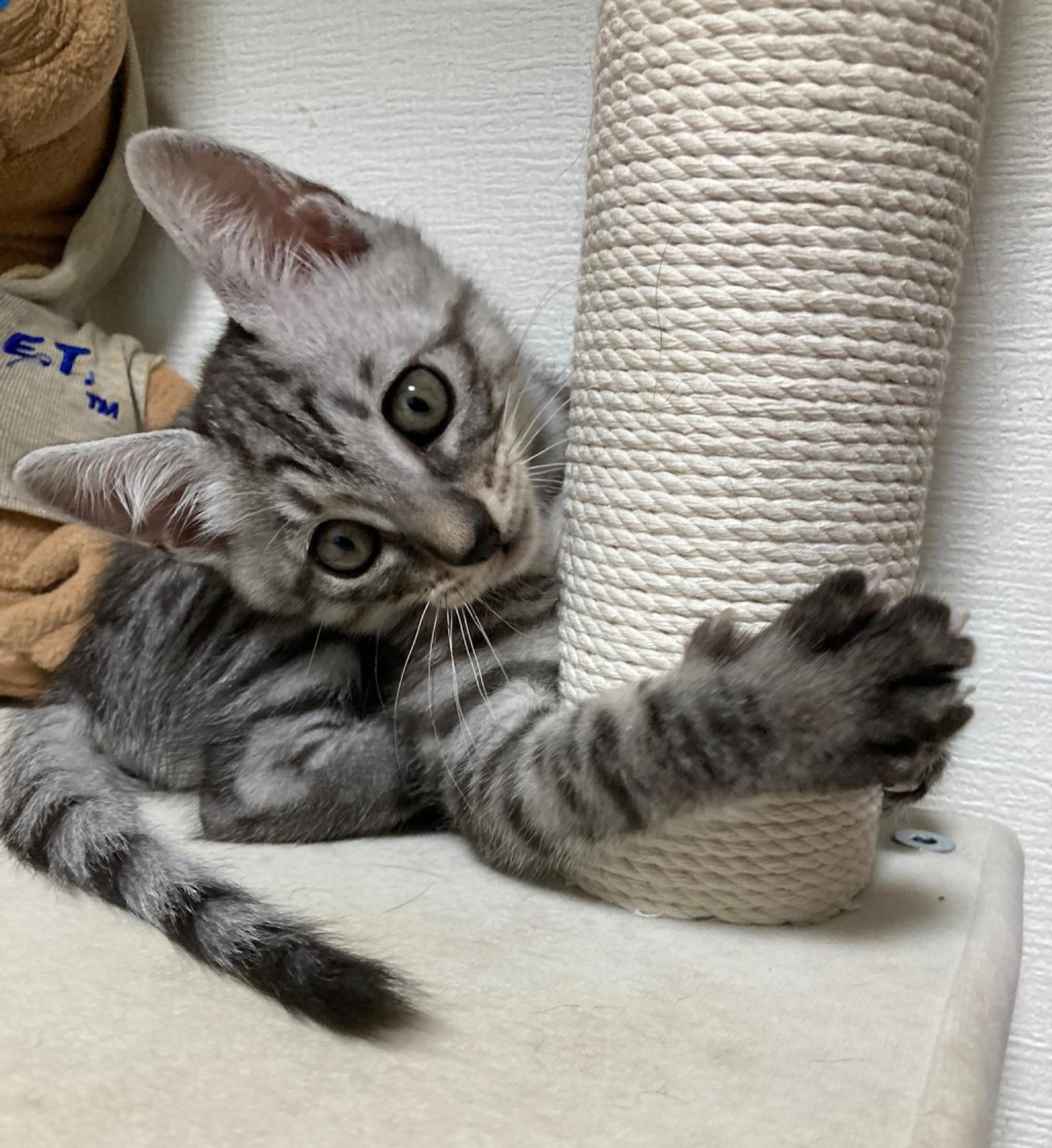 pet-image-4