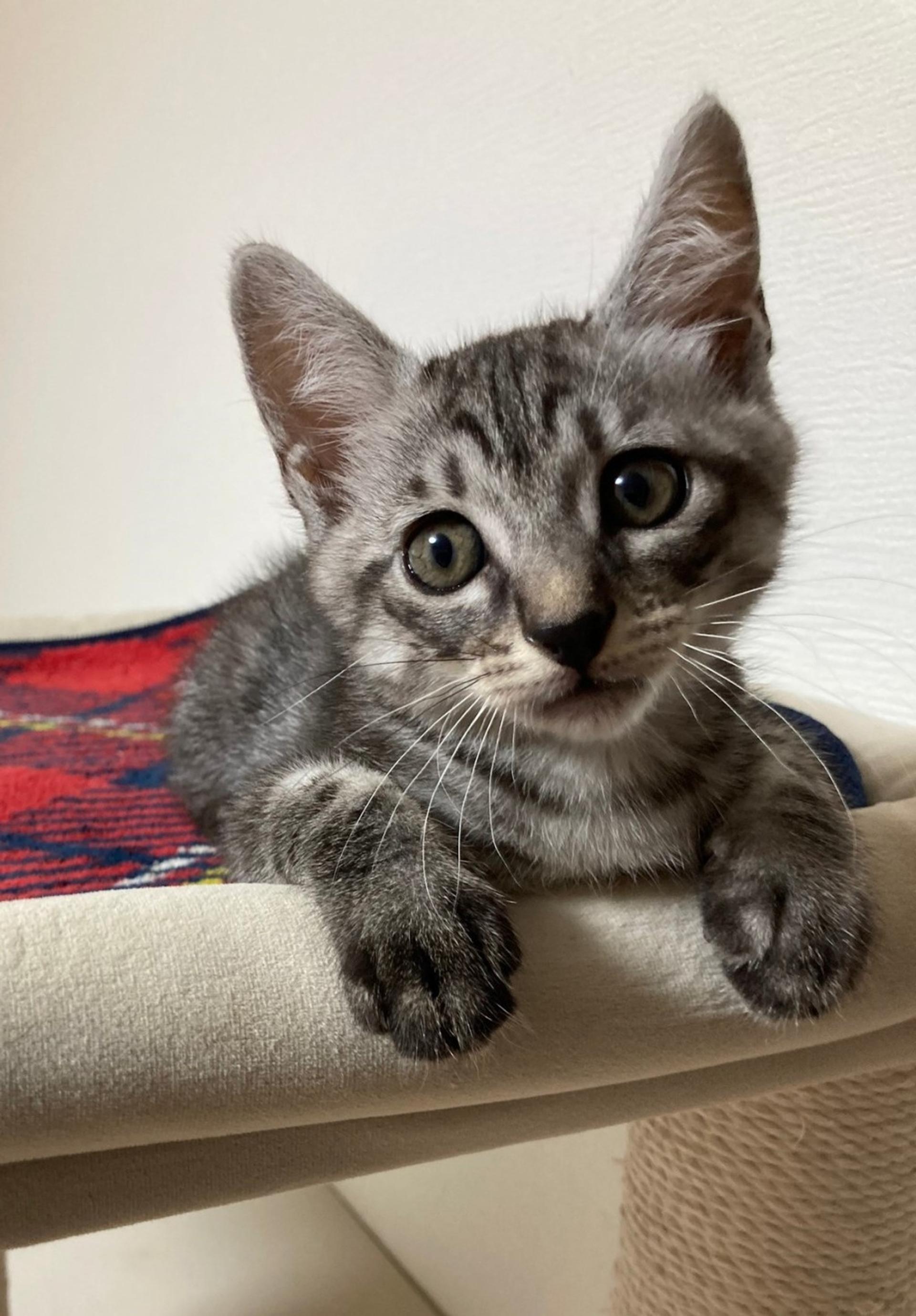 pet-image-5
